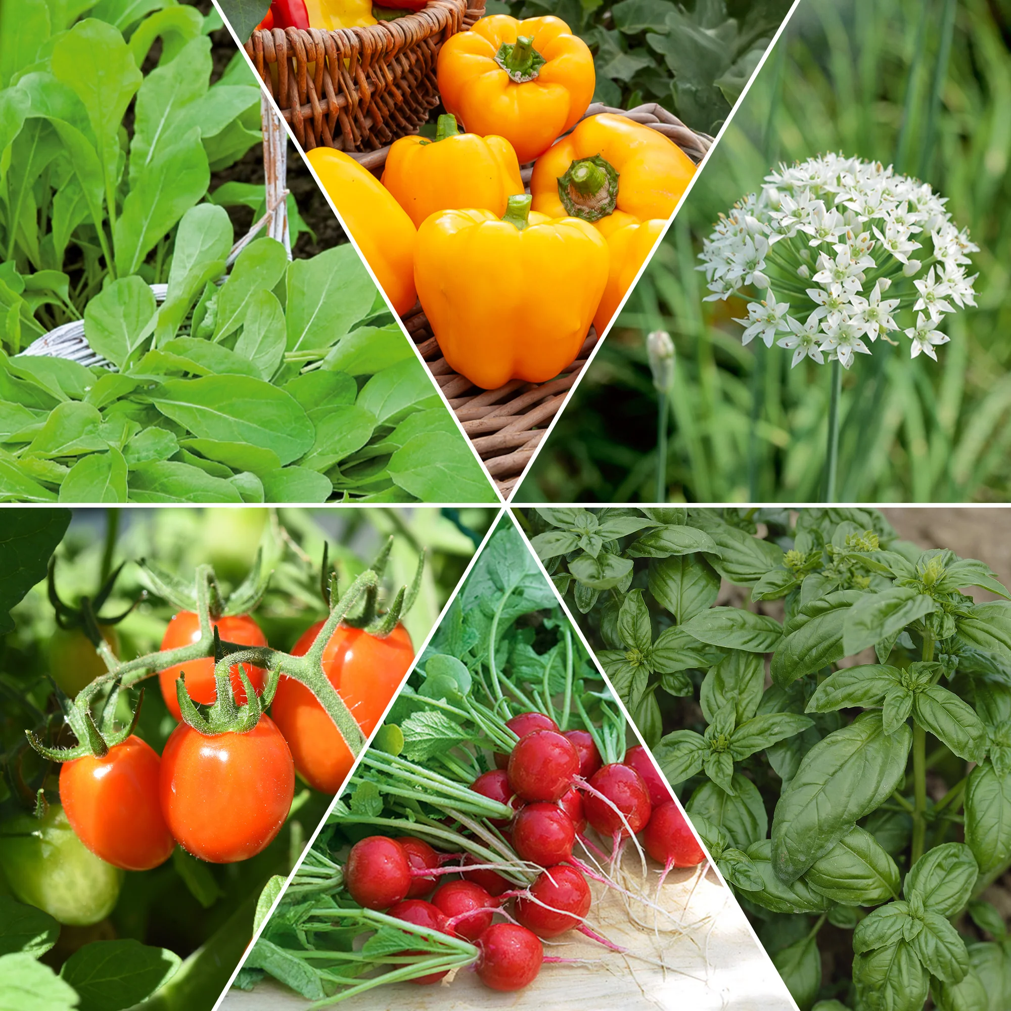 Collection de graines pour carré potager #1