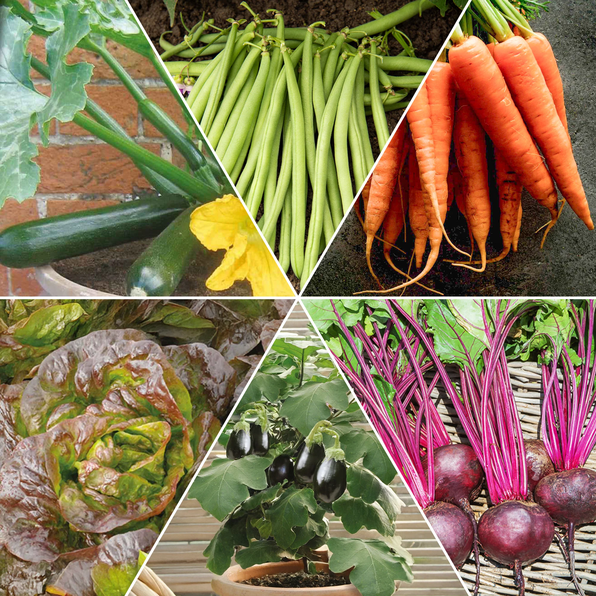 Collection de graines pour carré potager #1 - Image 2