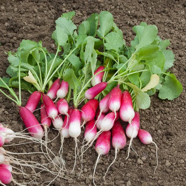 Collection de 7 sachets de graines pour potager - Image 3