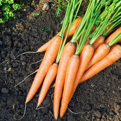 Collection de 7 sachets de graines pour potager - Image 4