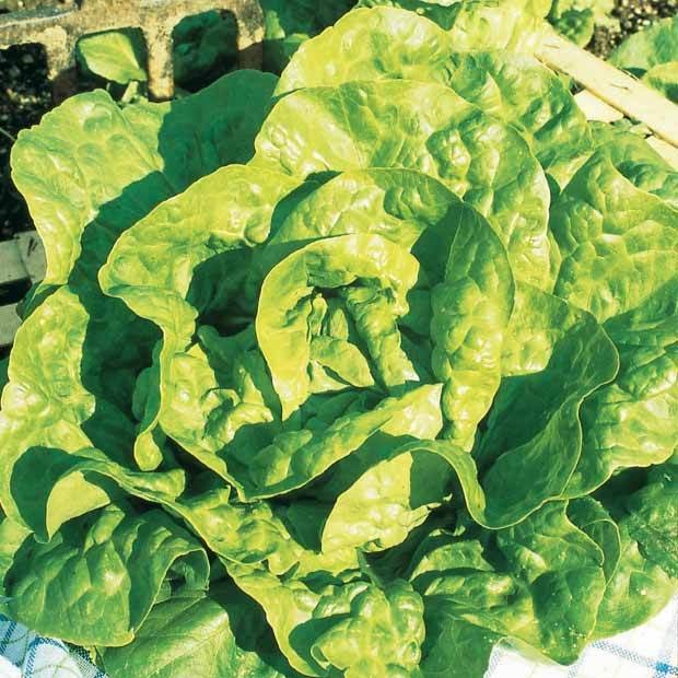 Collection de 7 sachets de graines pour potager - Image 5