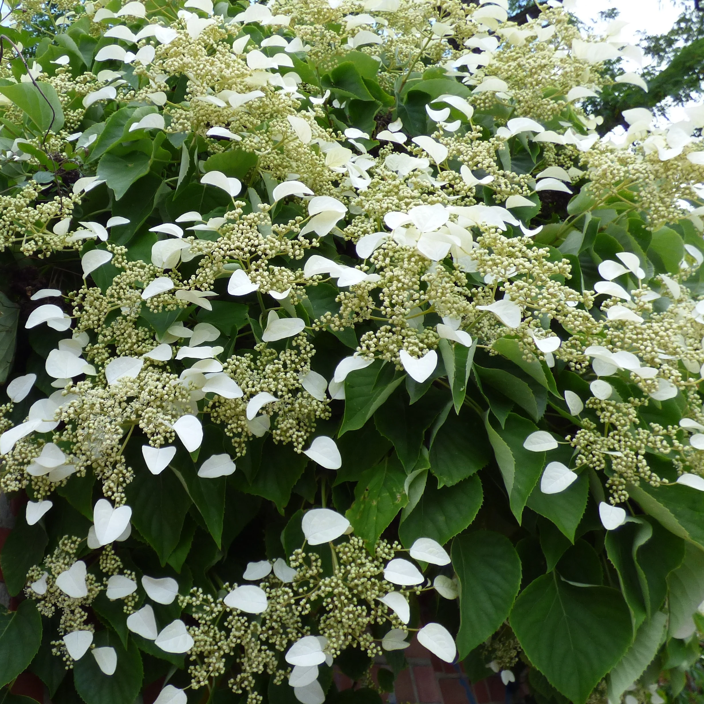 Collection de 3 grimpantes : jasmin, glycine, hortensia grimpant - Image 3