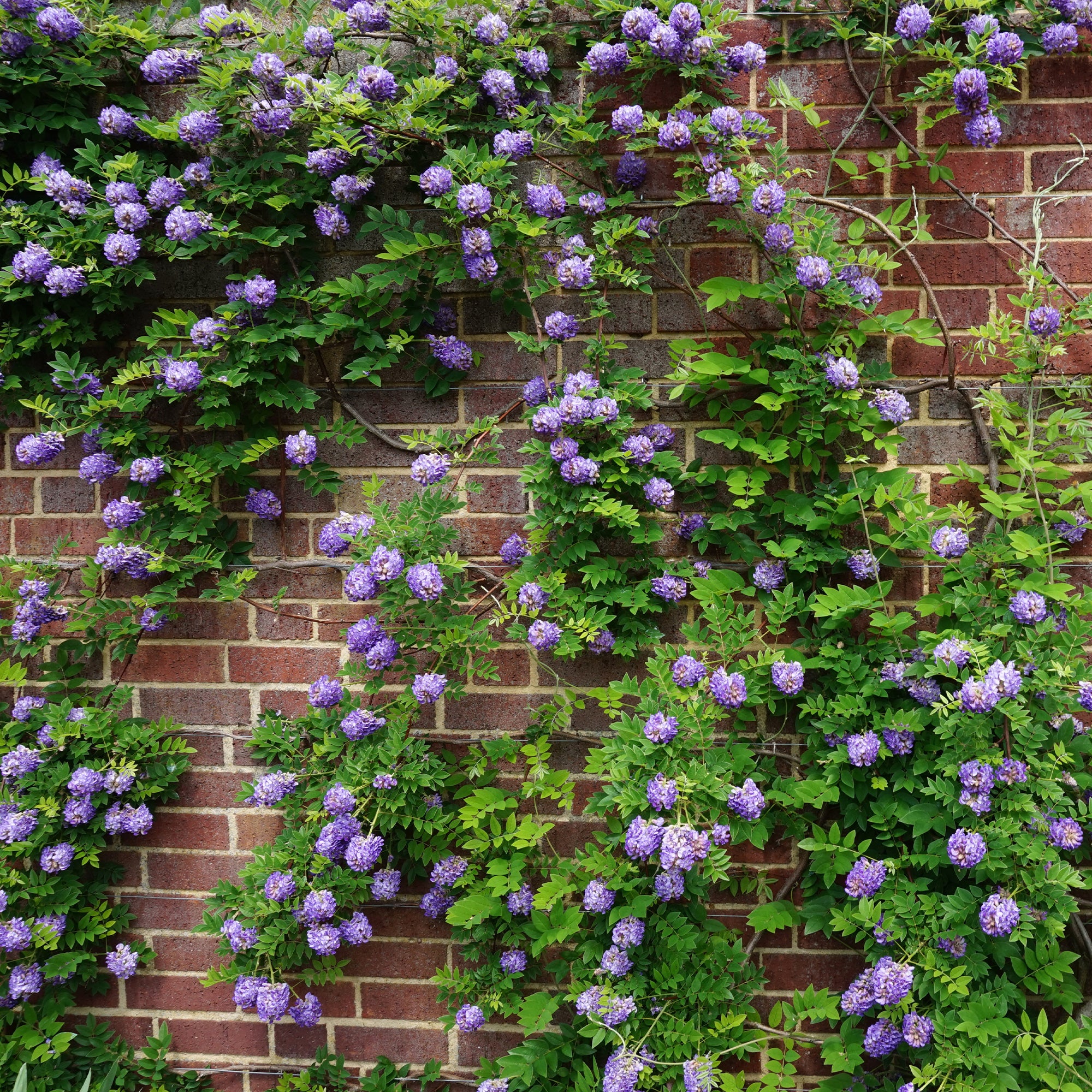 Collection de 3 grimpantes : jasmin, glycine, hortensia grimpant - Image 4