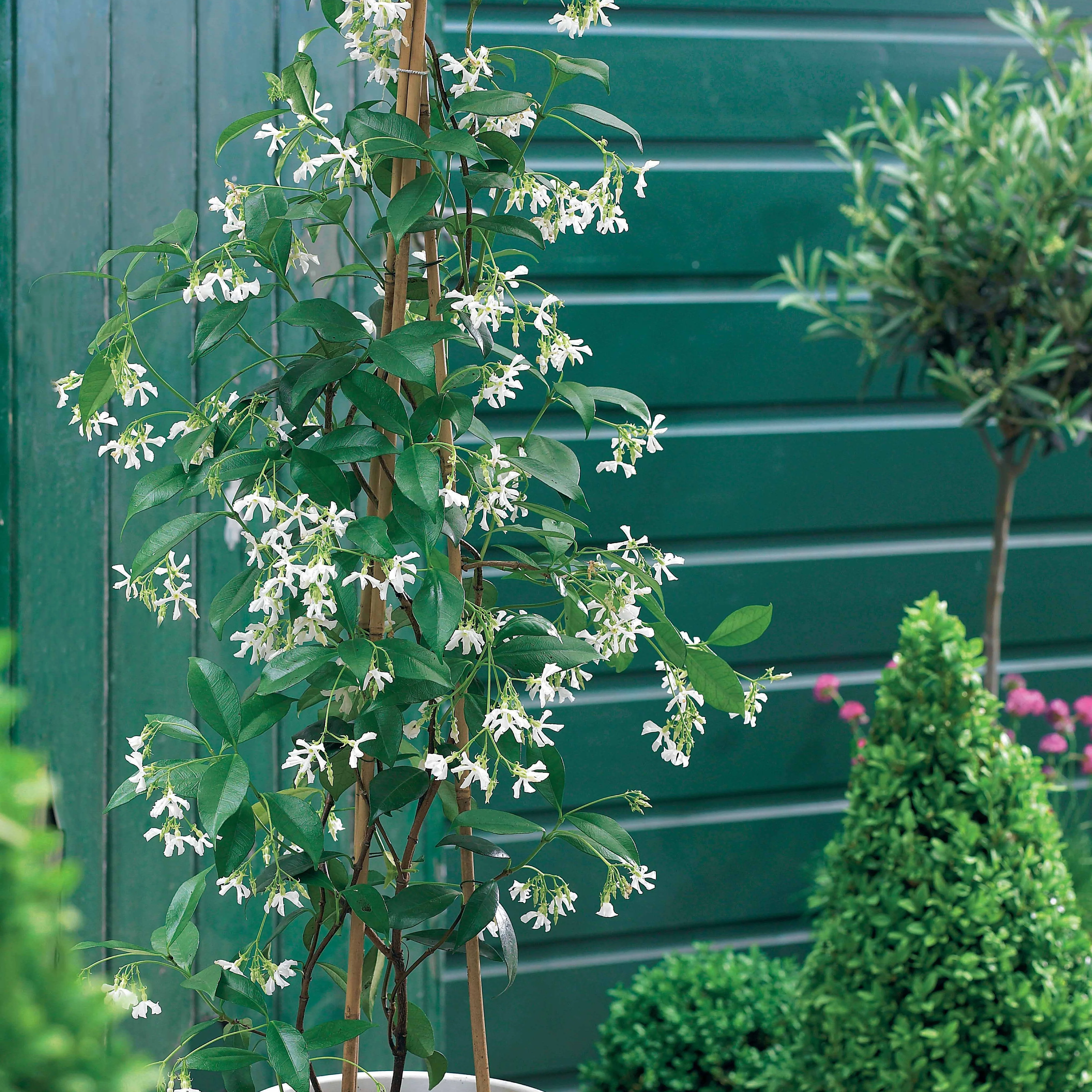 Collection de 3 grimpantes : jasmin, glycine, hortensia grimpant - Image 5