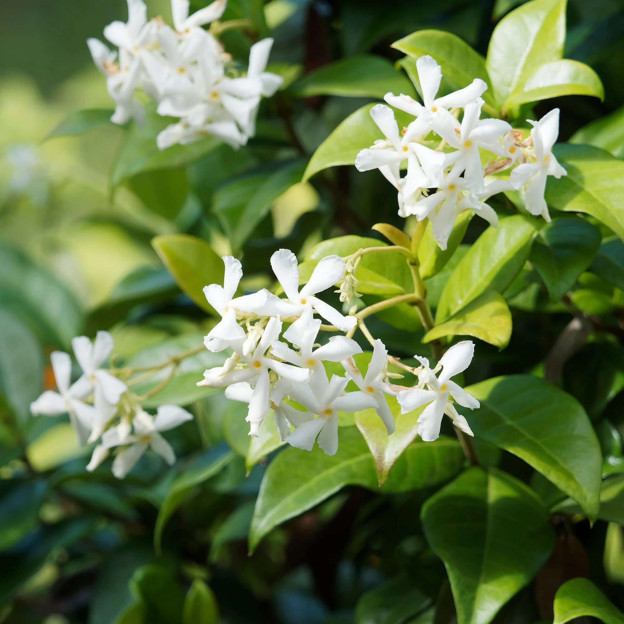 Collection de 3 grimpantes : jasmin, glycine, hortensia grimpant - Image 6