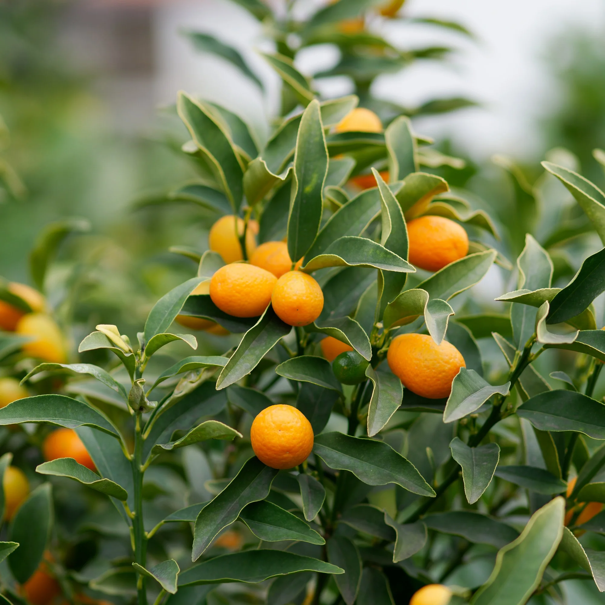 Collection de 2 Kumquat et Citronnier - Image 3