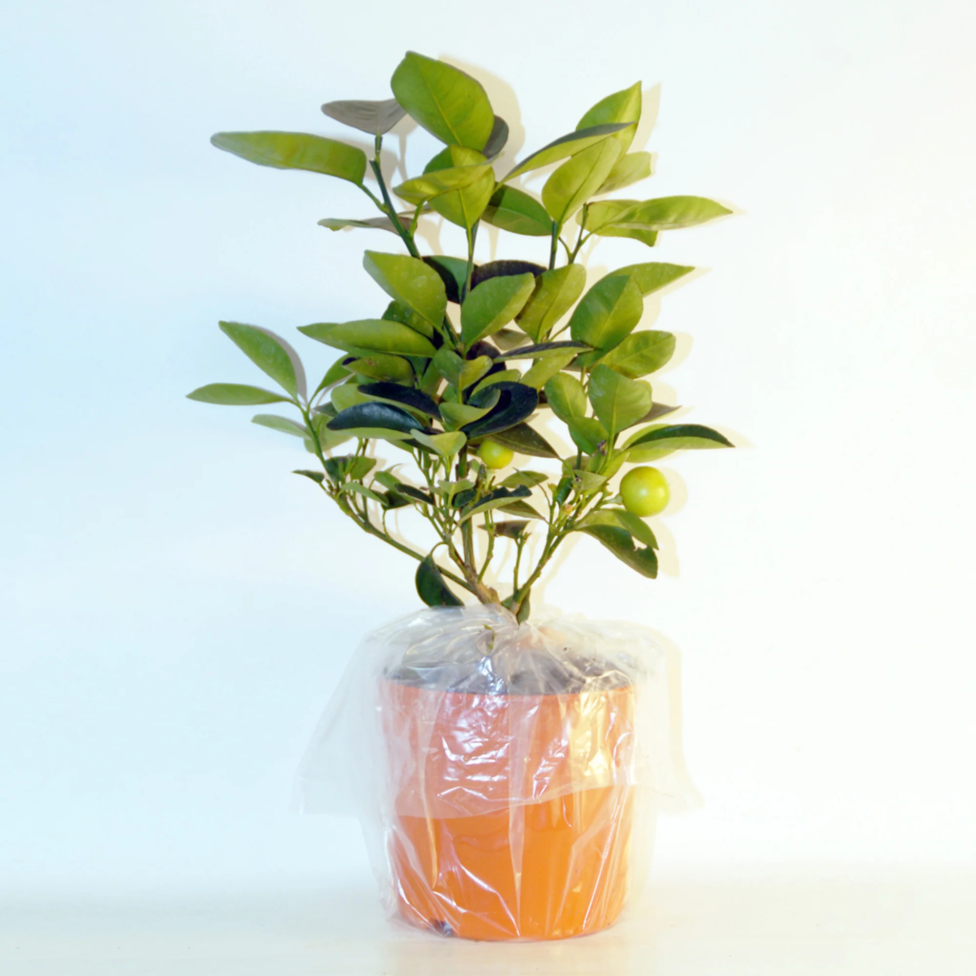 Collection de 2 Kumquat et Citronnier - Image 4