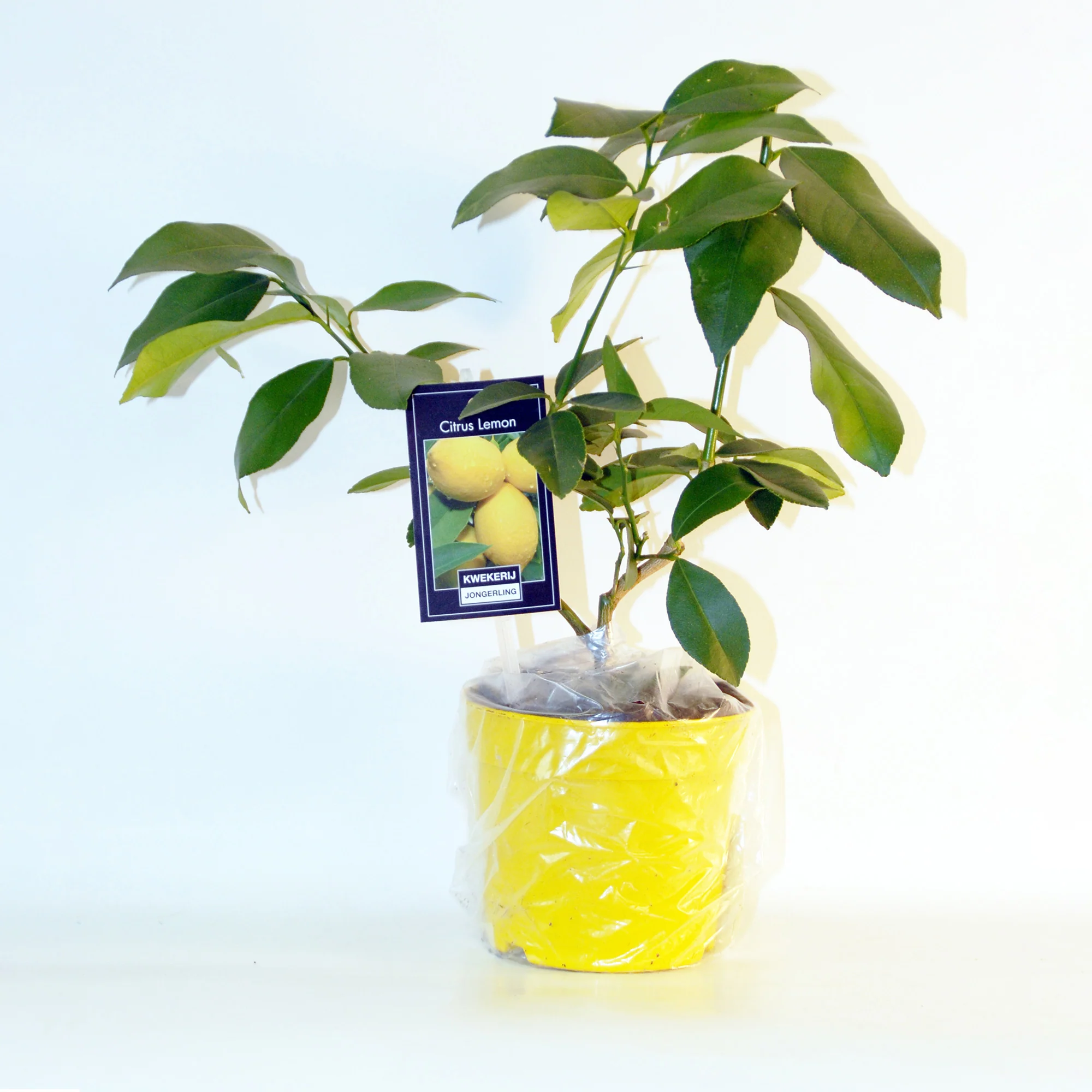 Collection de 2 Kumquat et Citronnier - Image 5