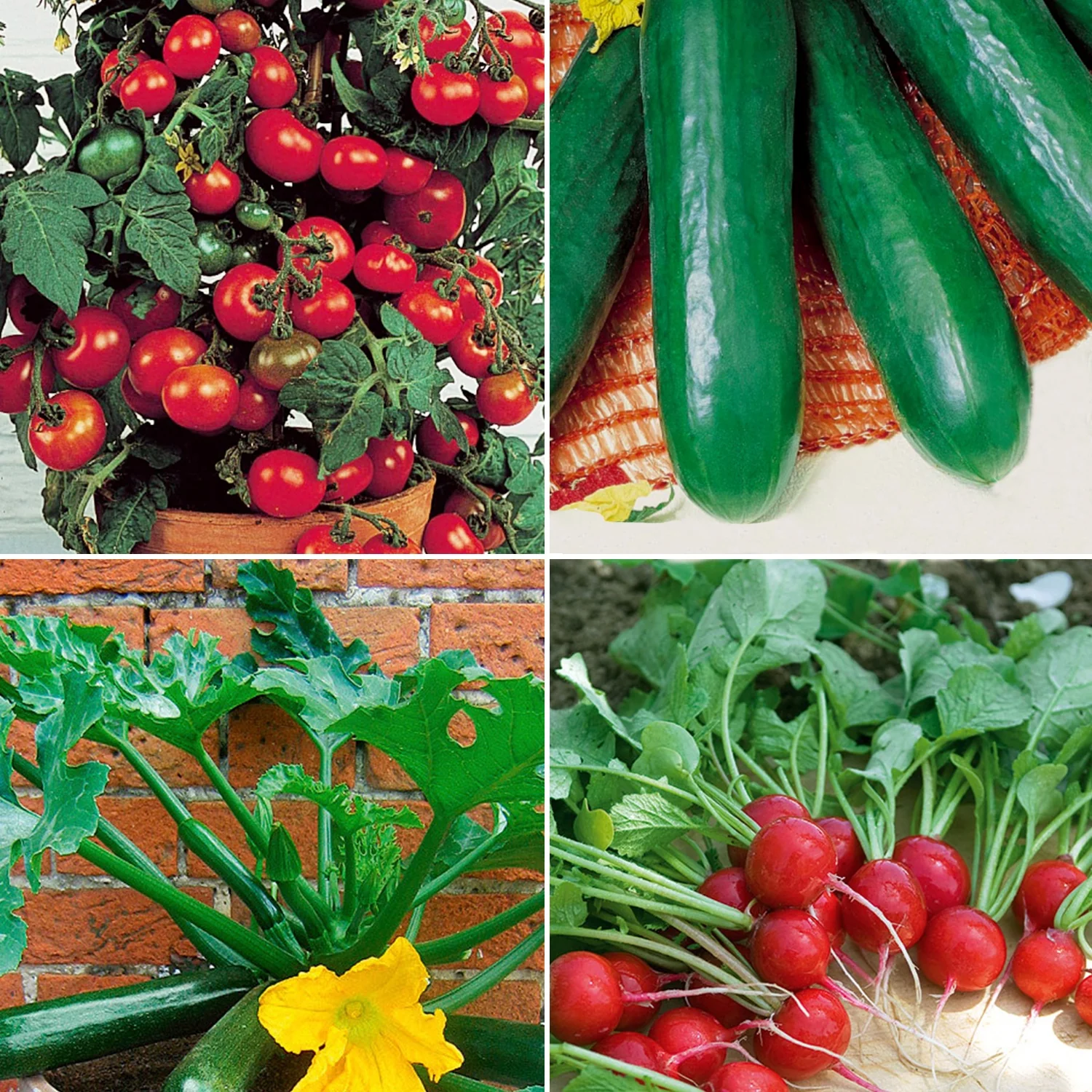 Collection de légumes pour balcon
