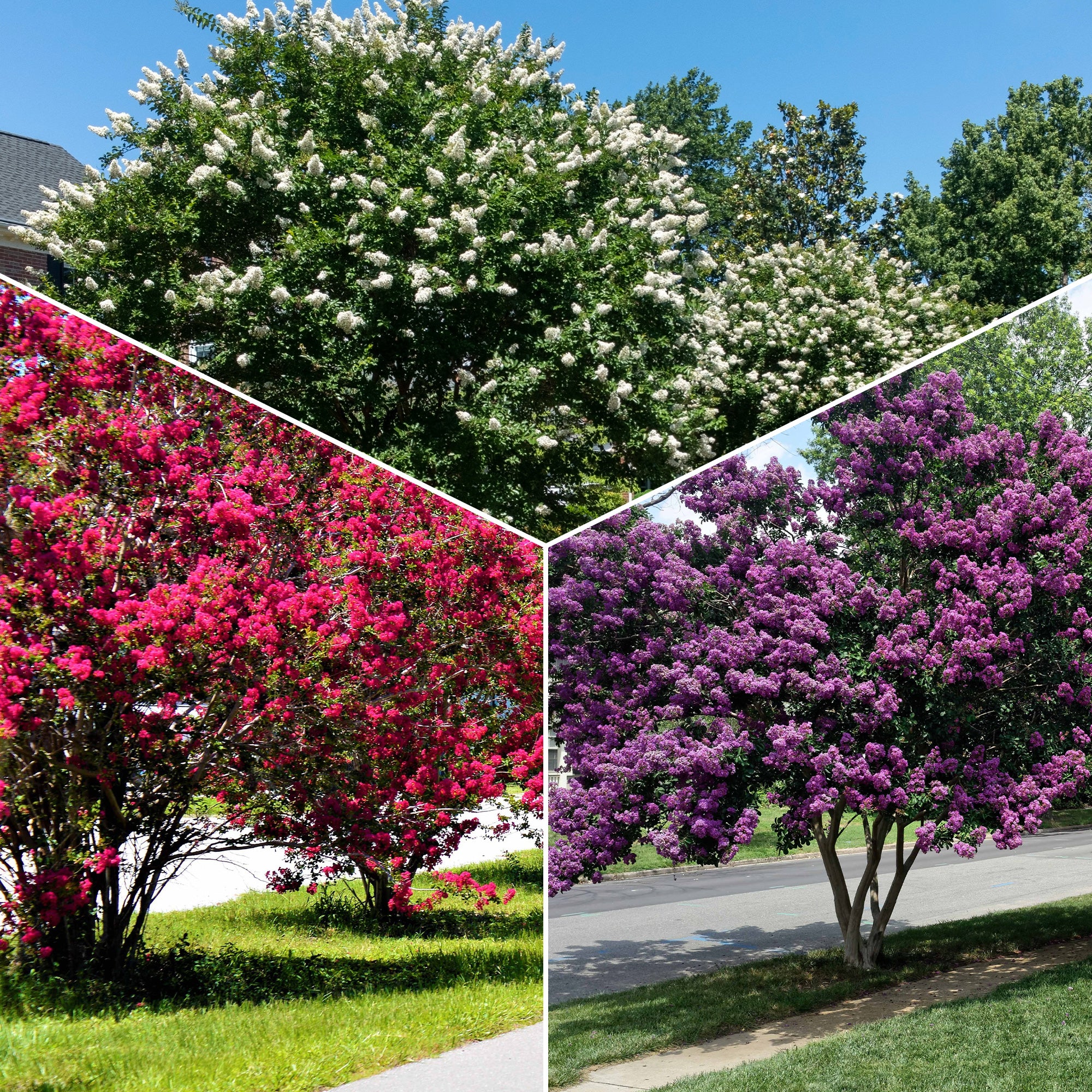 Collection de 3 Lilas des Indes : rouge, violet, blanc