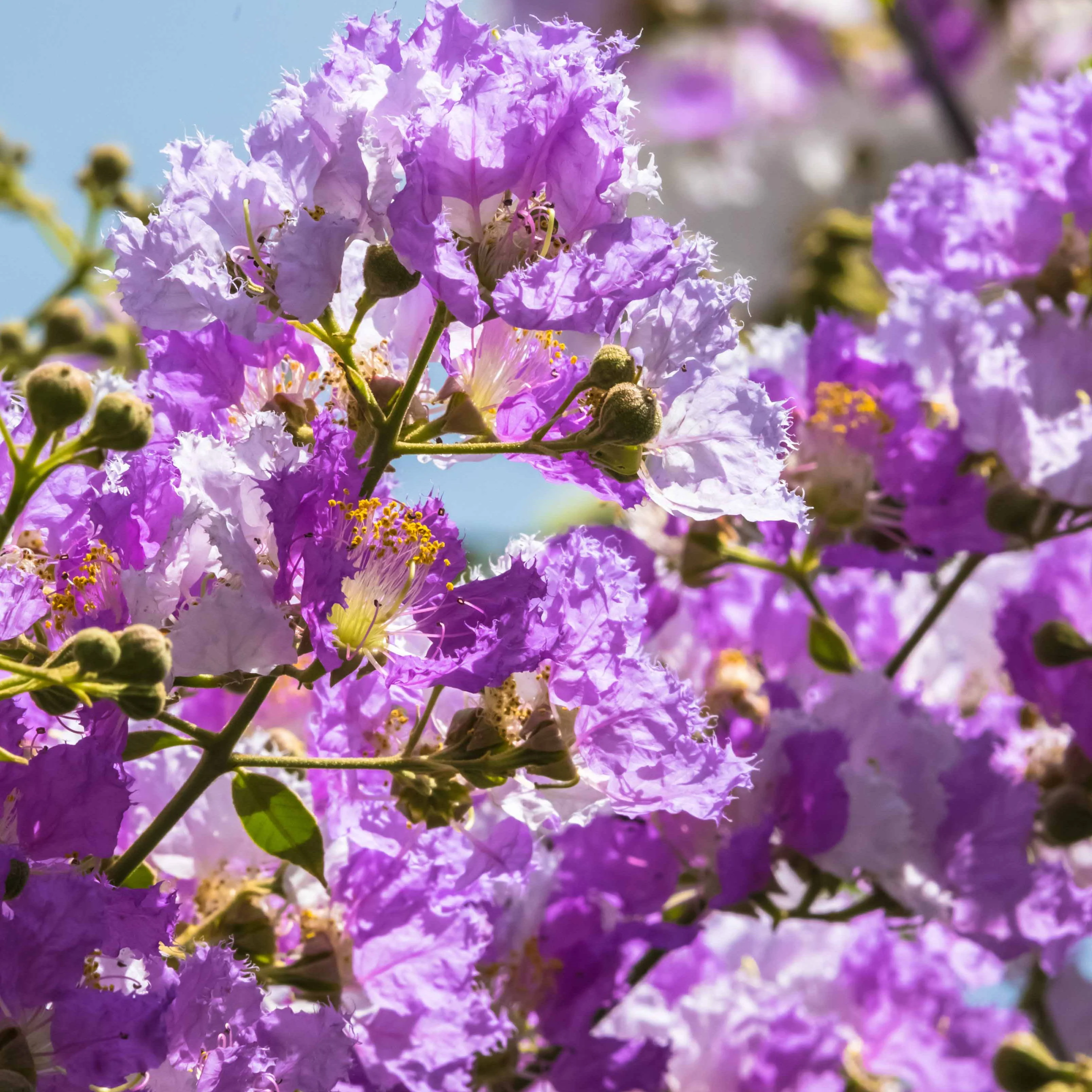 Collection de 3 Lilas des Indes : rouge, violet, blanc - Image 6