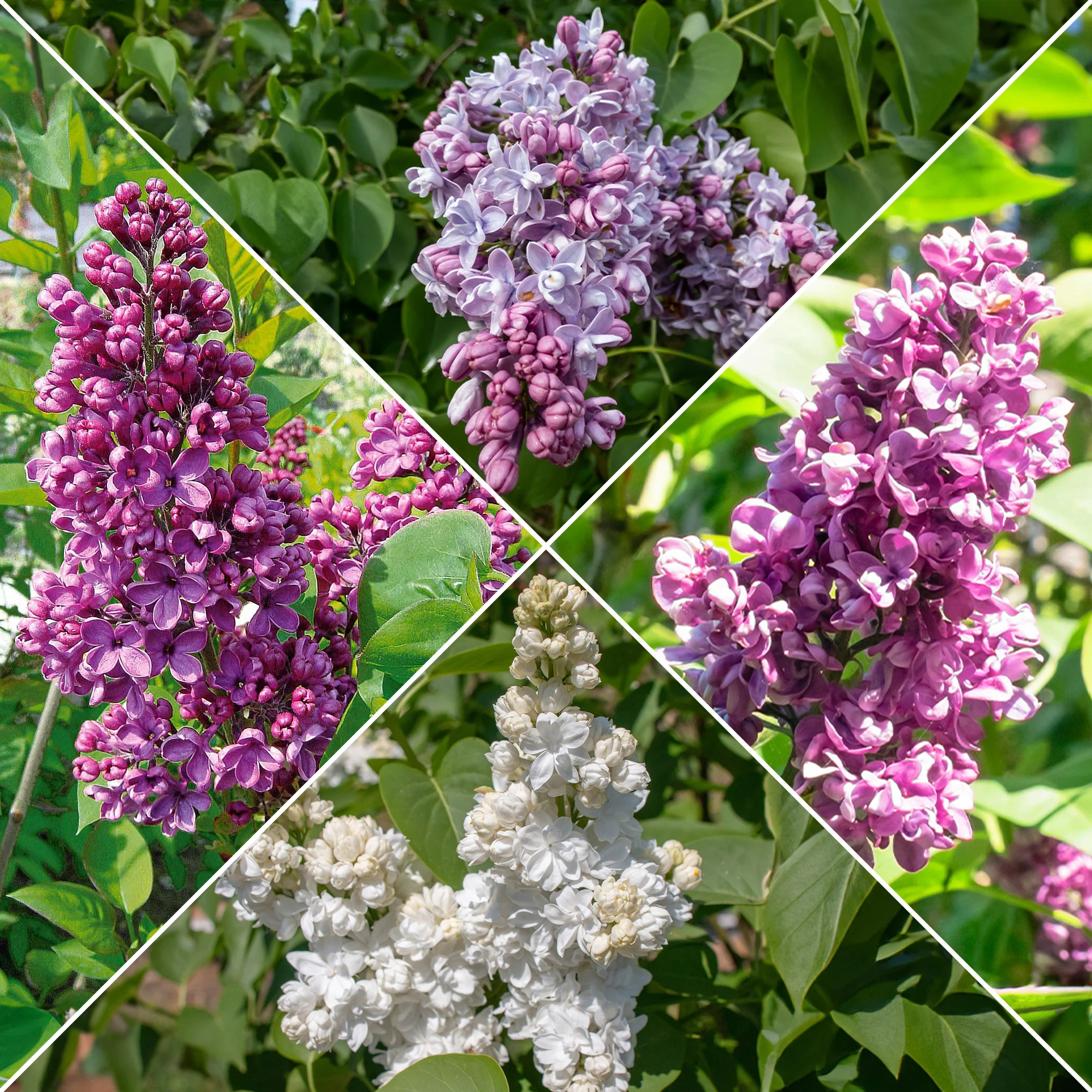 Collection de 4 Lilas doubles : bleu, rouge, lilas, blanc