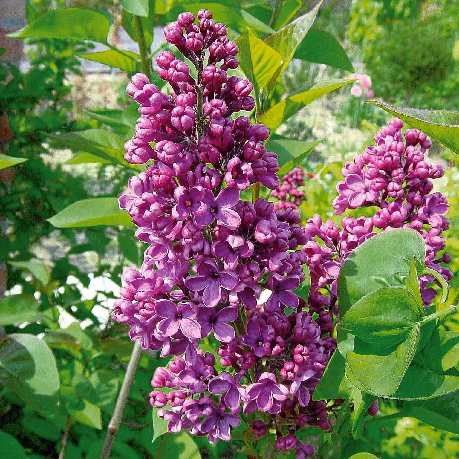 Collection de 4 Lilas doubles : bleu, rouge, lilas, blanc - Image 2