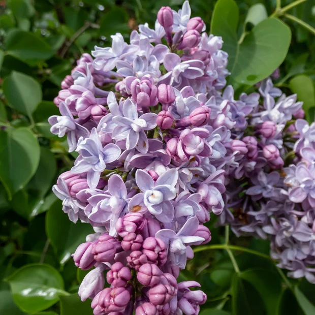 Collection de 4 Lilas doubles : bleu, rouge, lilas, blanc - Image 3