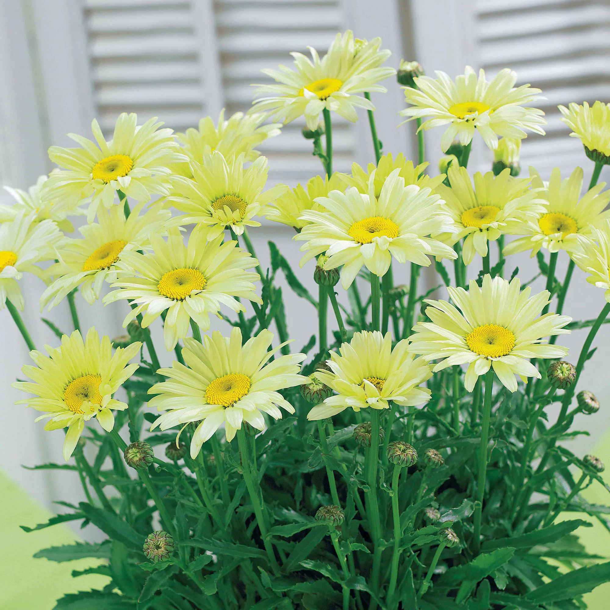 Collection de 6 Marguerites colorées - Image 2