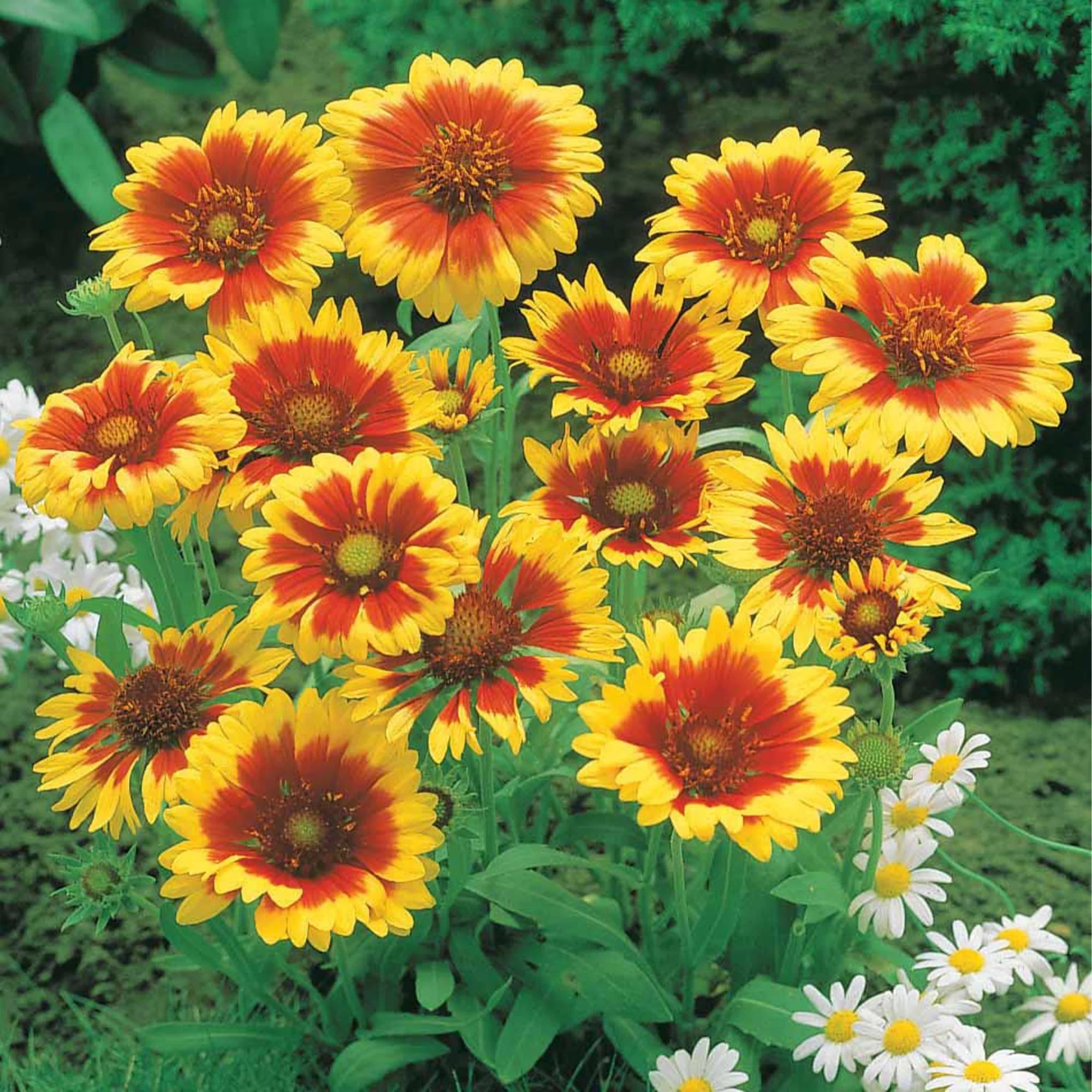 Collection de 6 Marguerites colorées - Image 3