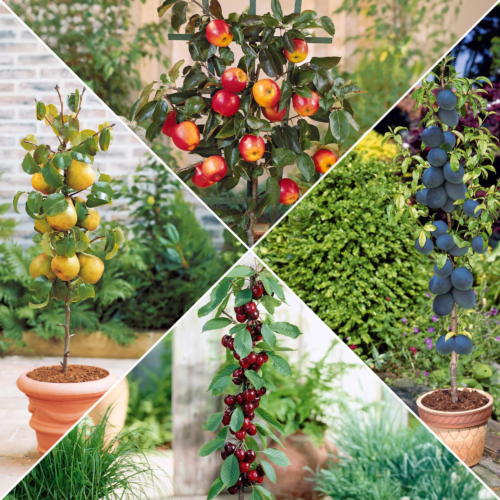 Collection de 4 mini-fruitiers d'été
