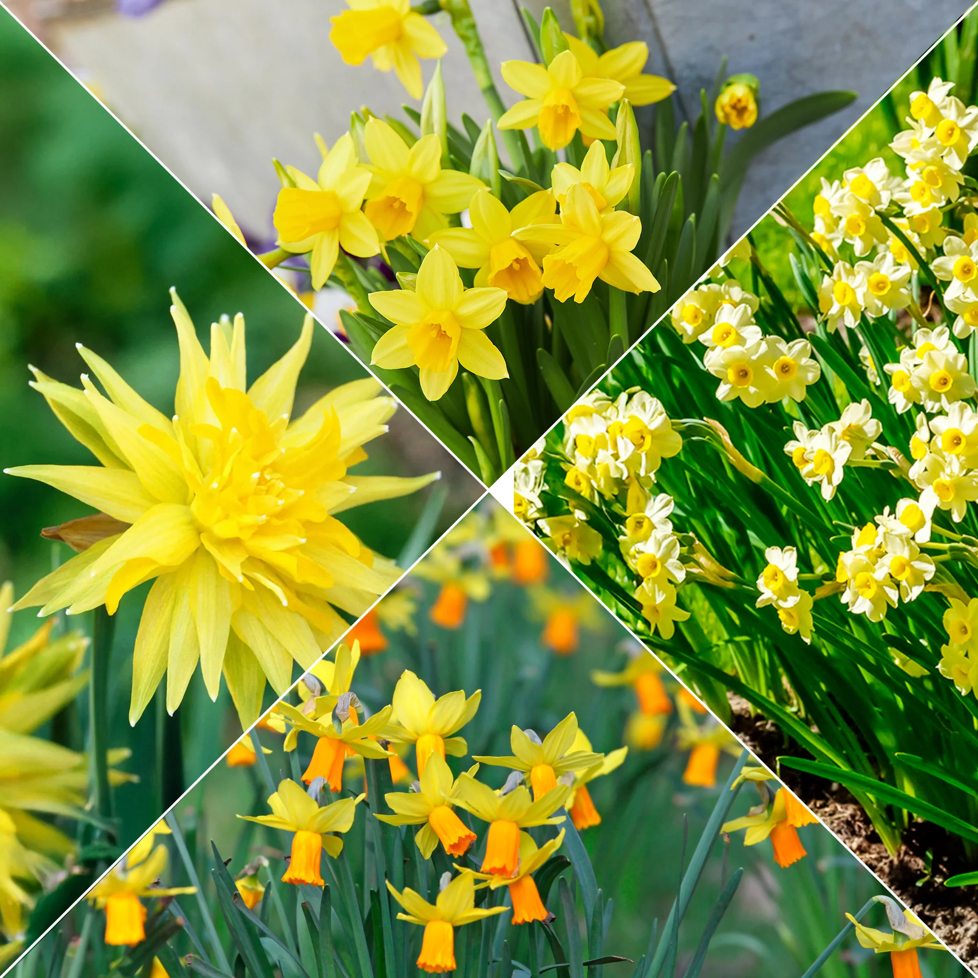 Collection de 30 mini Narcisses : Jet fire, Rip van Winkle, Tête à tête