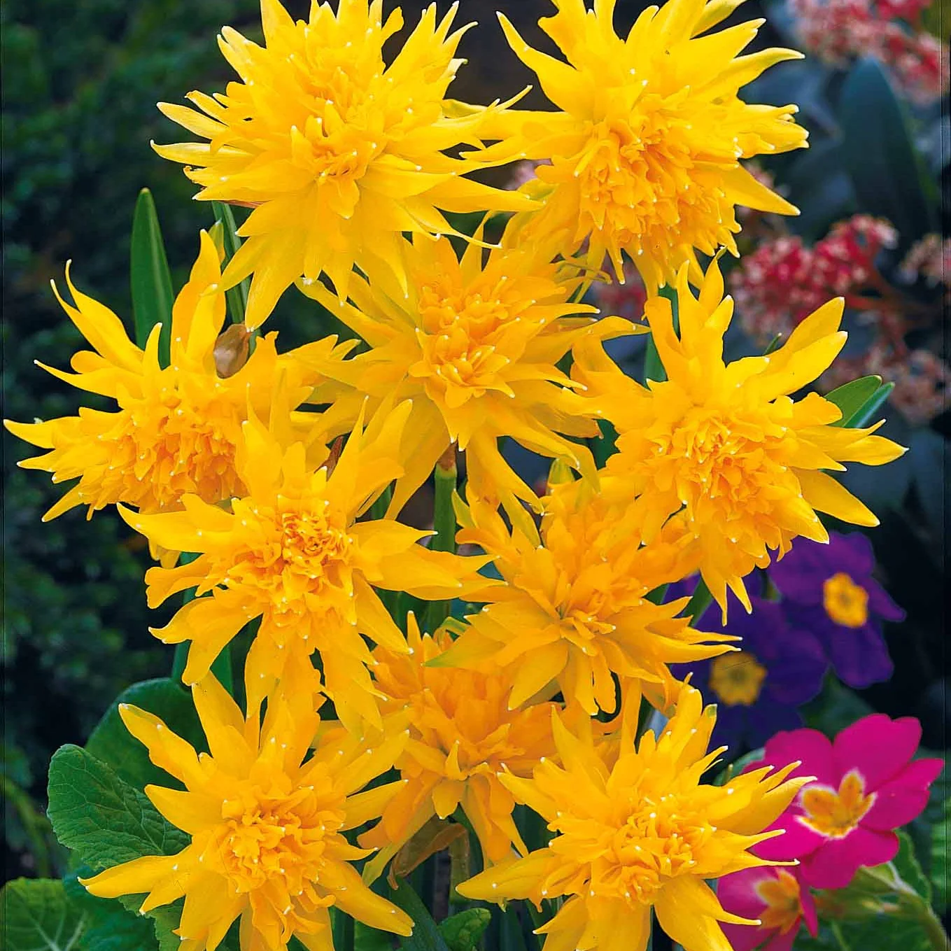 Collection de 30 mini Narcisses : Jet fire, Rip van Winkle, Tête à tête - Image 2