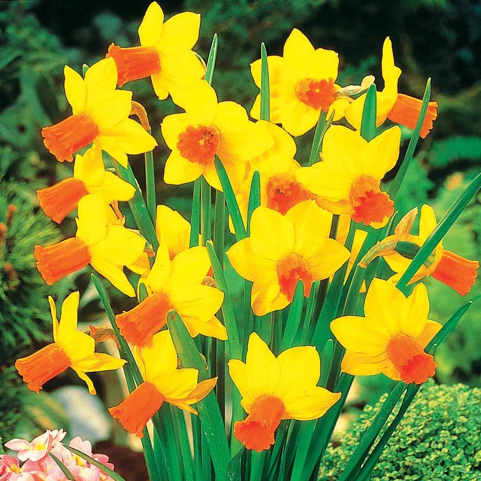 Collection de 30 mini Narcisses : Jet fire, Rip van Winkle, Tête à tête - Image 3