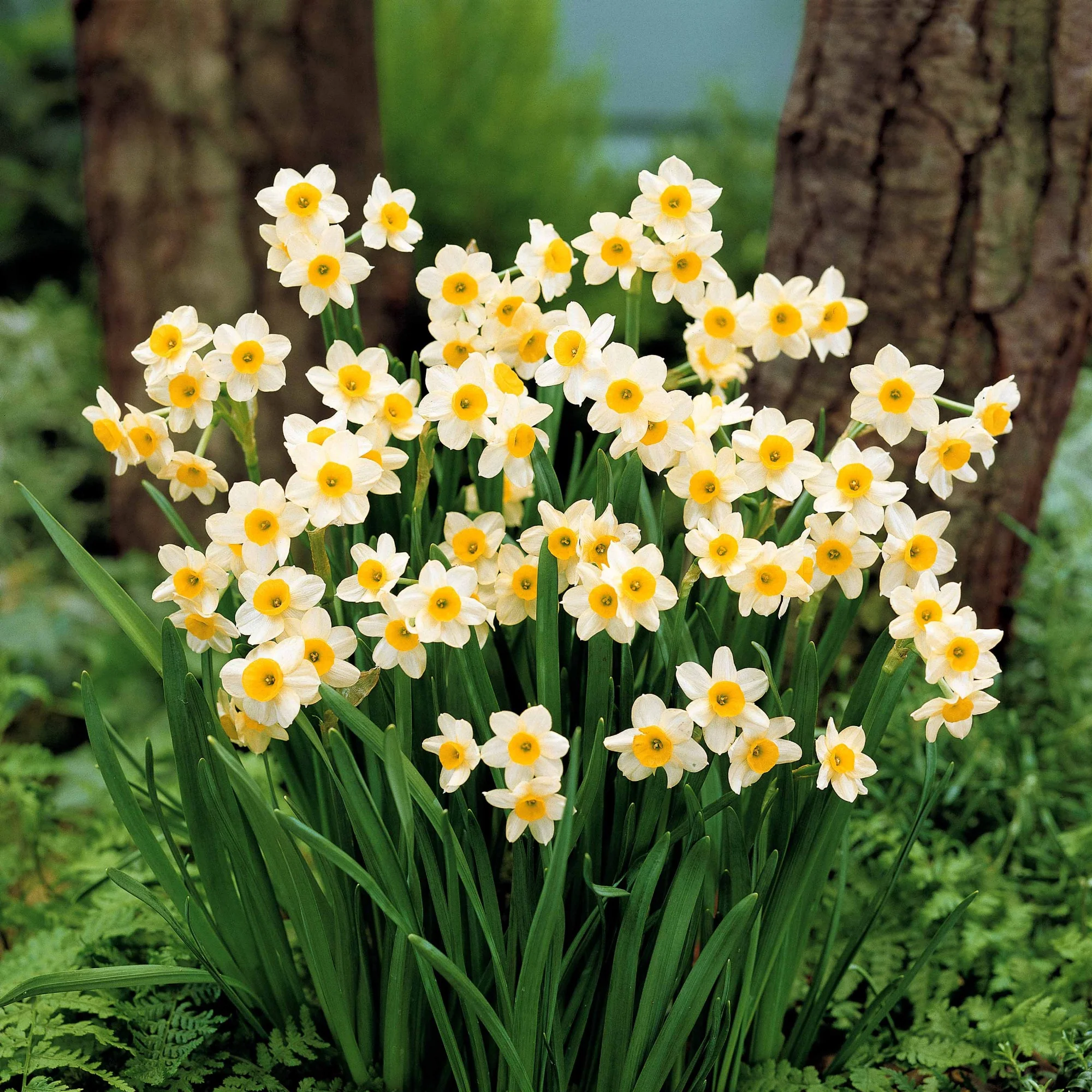 Collection de 30 mini Narcisses : Jet fire, Rip van Winkle, Tête à tête - Image 4