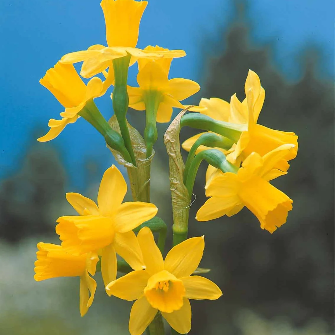 Collection de 30 mini Narcisses : Jet fire, Rip van Winkle, Tête à tête - Image 5