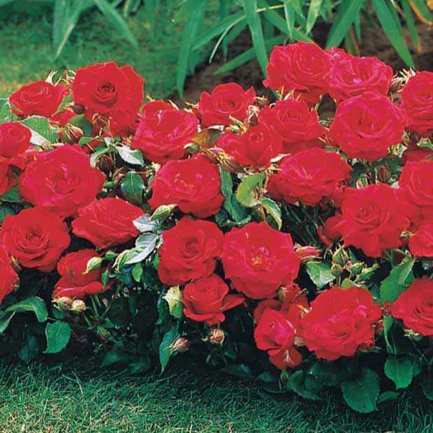 Collection de 3 mini-rosiers Randilla : rouge, jaune , rose - Image 3