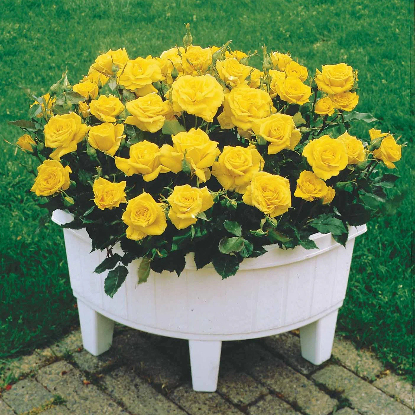 Collection de 3 mini-rosiers Randilla : rouge, jaune , rose - Image 6