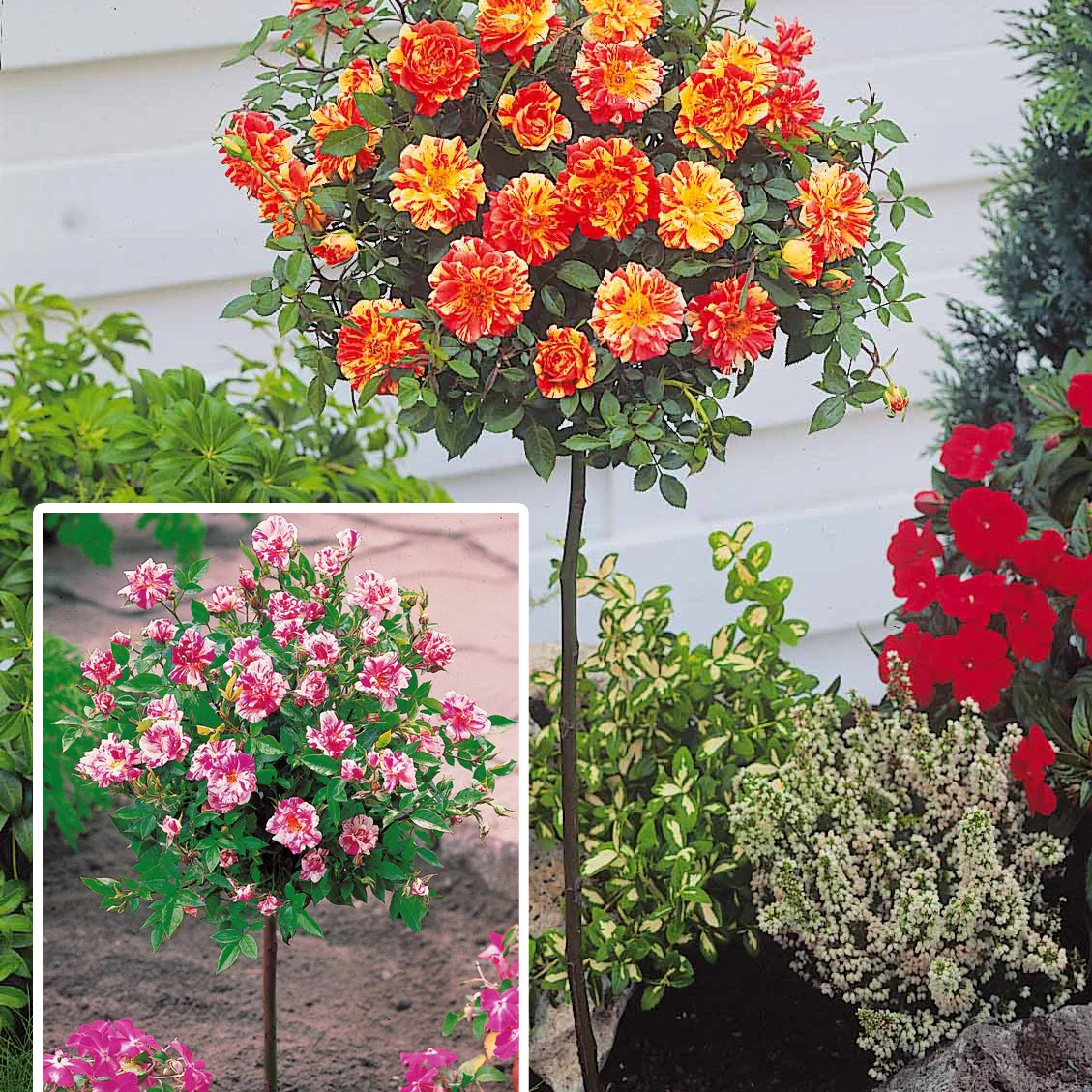 Collection de 2 mini-rosiers sur tiges Armida et Mousha