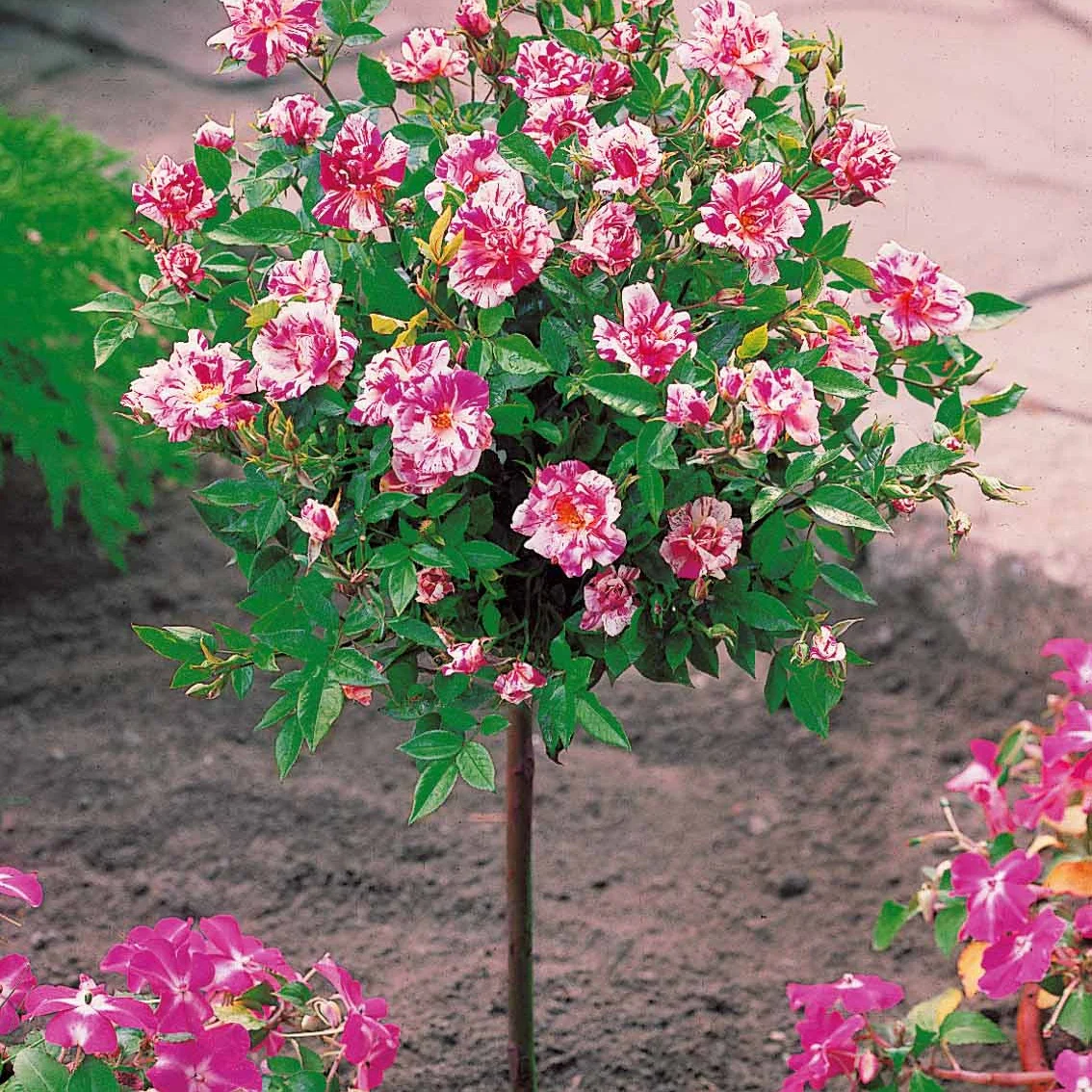 Collection de 2 mini-rosiers sur tiges Armida et Mousha - Image 2