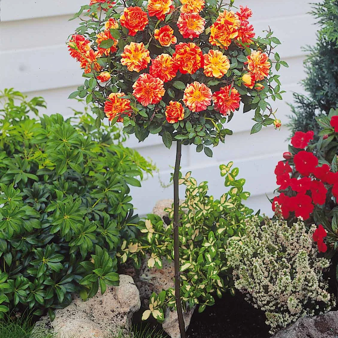 Collection de 2 mini-rosiers sur tiges Armida et Mousha - Image 3