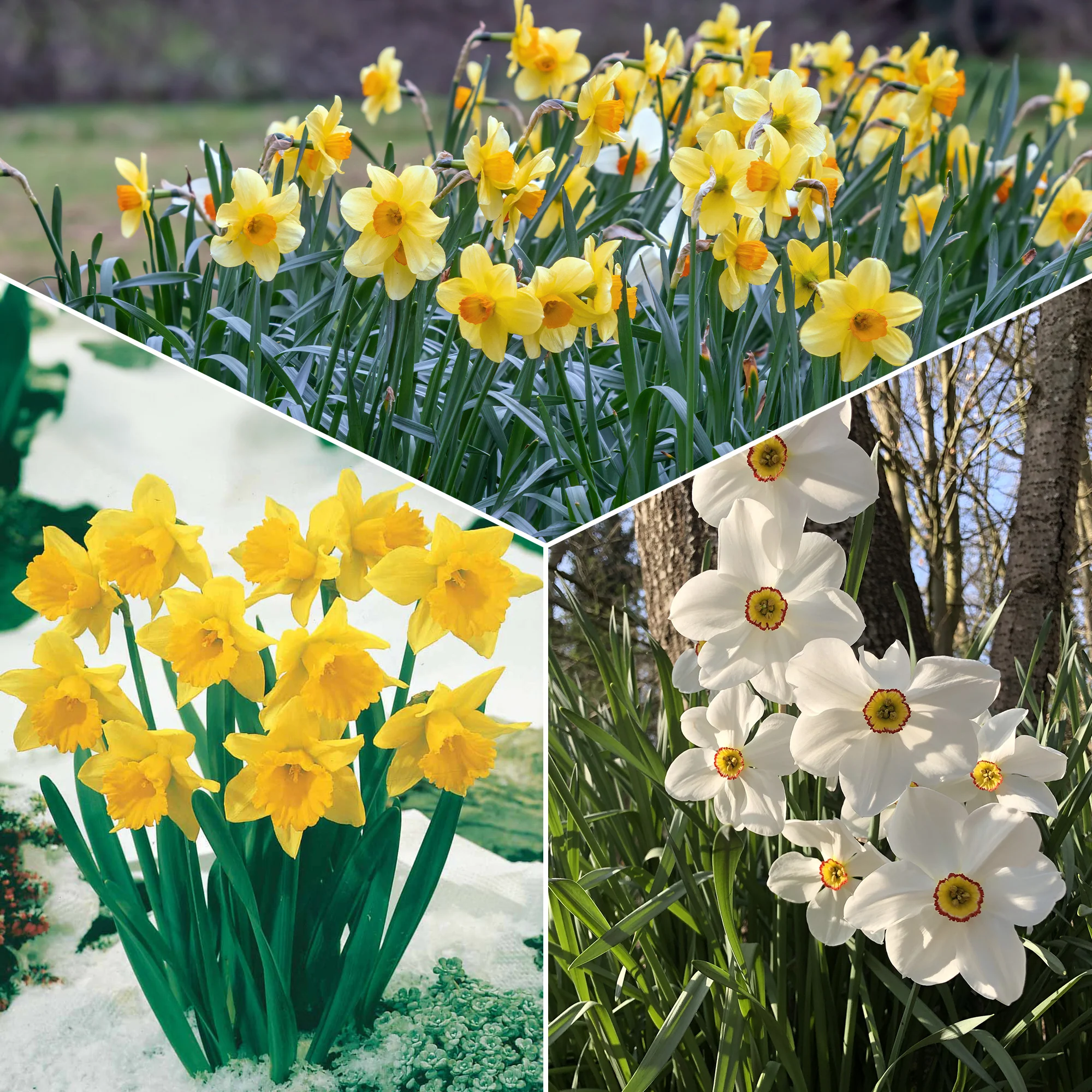Collection de 30 Narcisses Fortune et Rijnveld Early Sensation