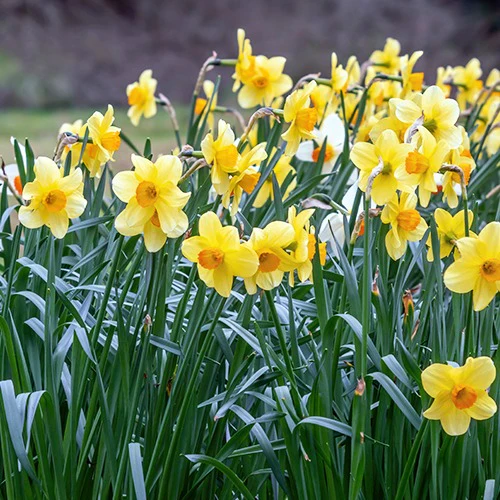 Collection de 30 Narcisses Fortune et Rijnveld Early Sensation - Image 2