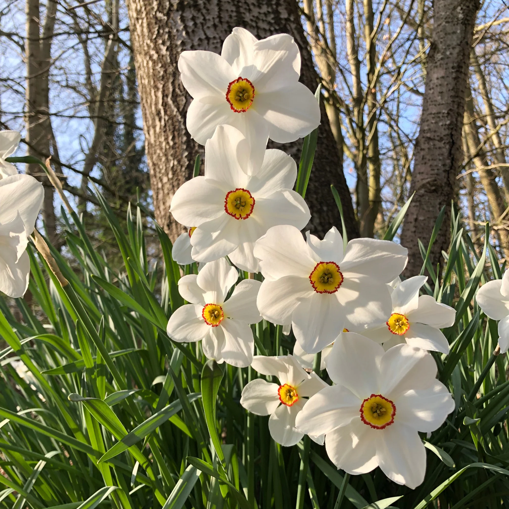 Collection de 30 Narcisses Fortune et Rijnveld Early Sensation - Image 3