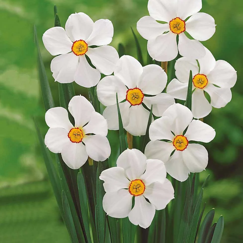 Collection de 30 Narcisses Fortune et Rijnveld Early Sensation - Image 4
