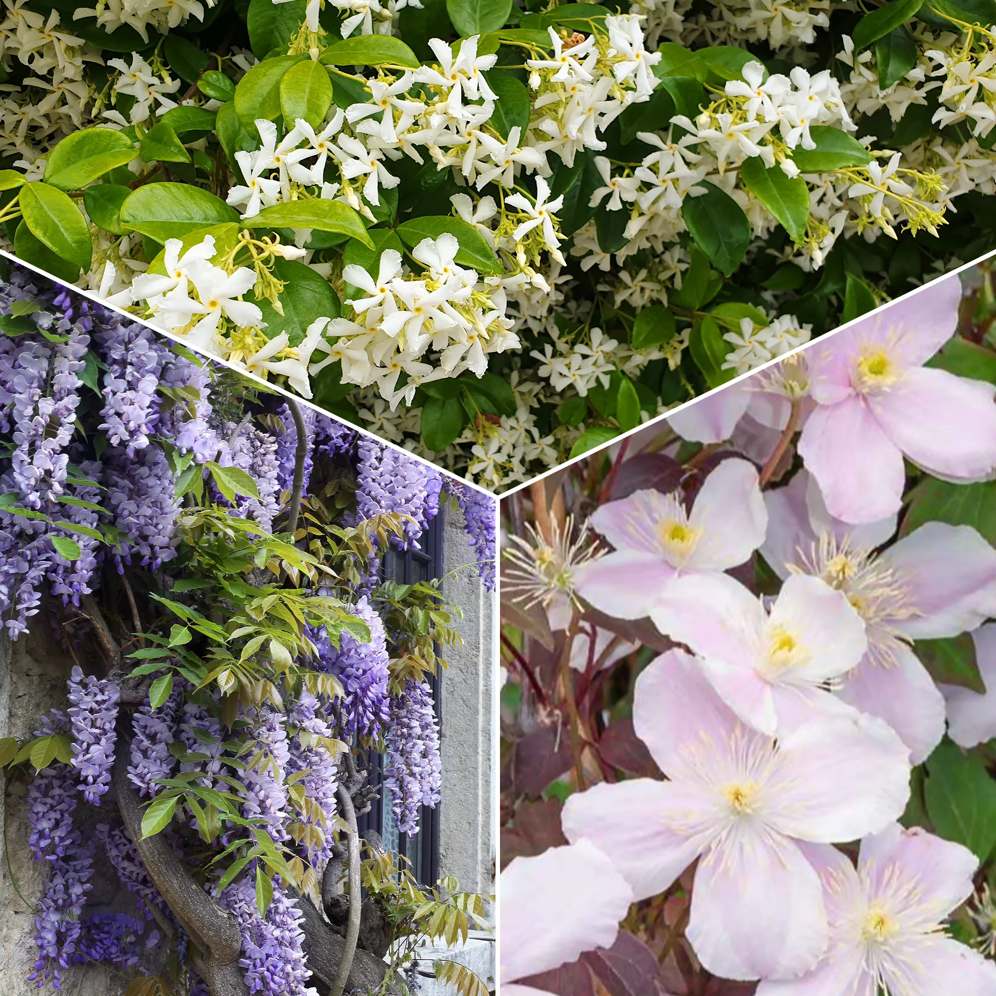 Collection de 3 plantes grimpantes à floraisons abondantes