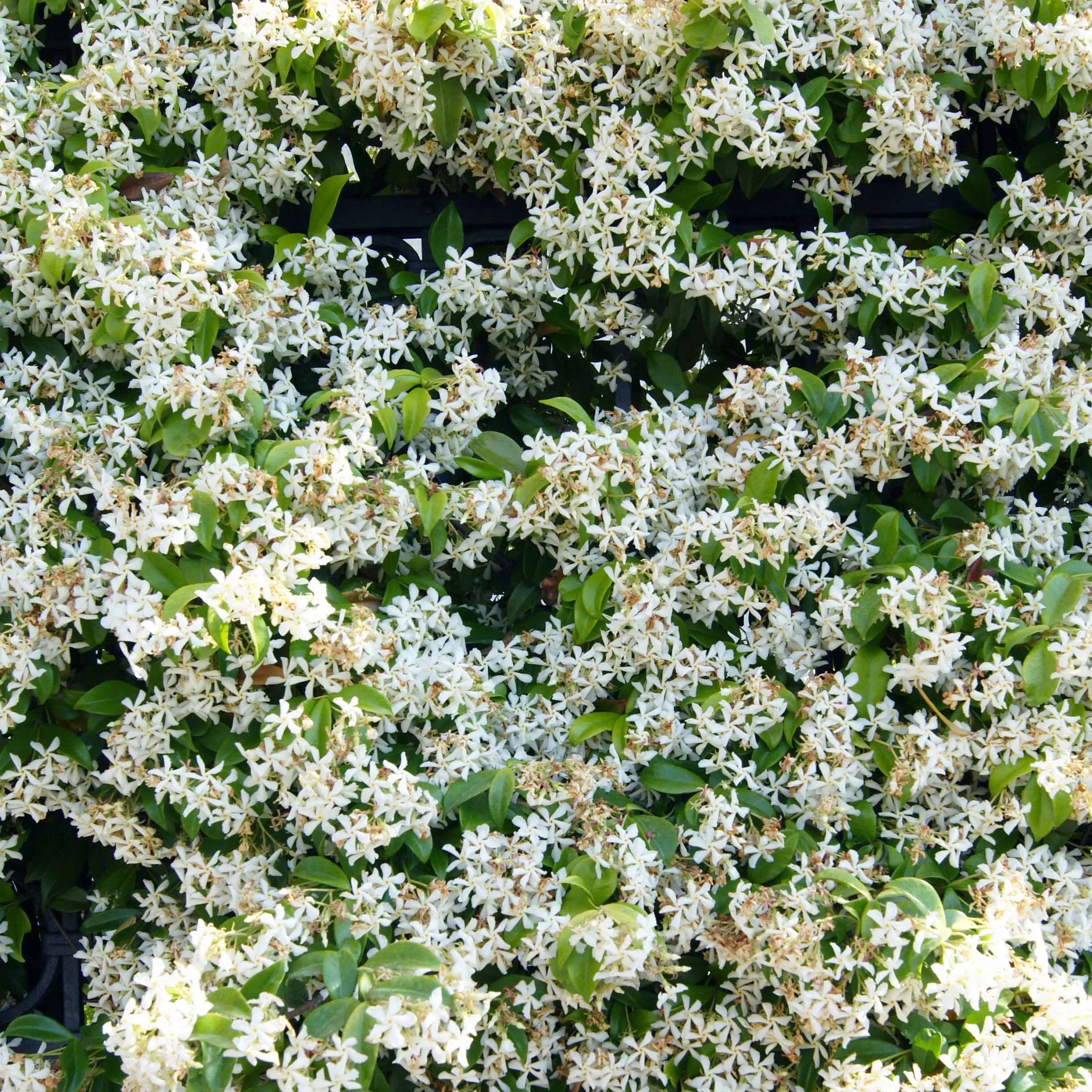 Collection de 3 plantes grimpantes à floraisons abondantes - Image 3