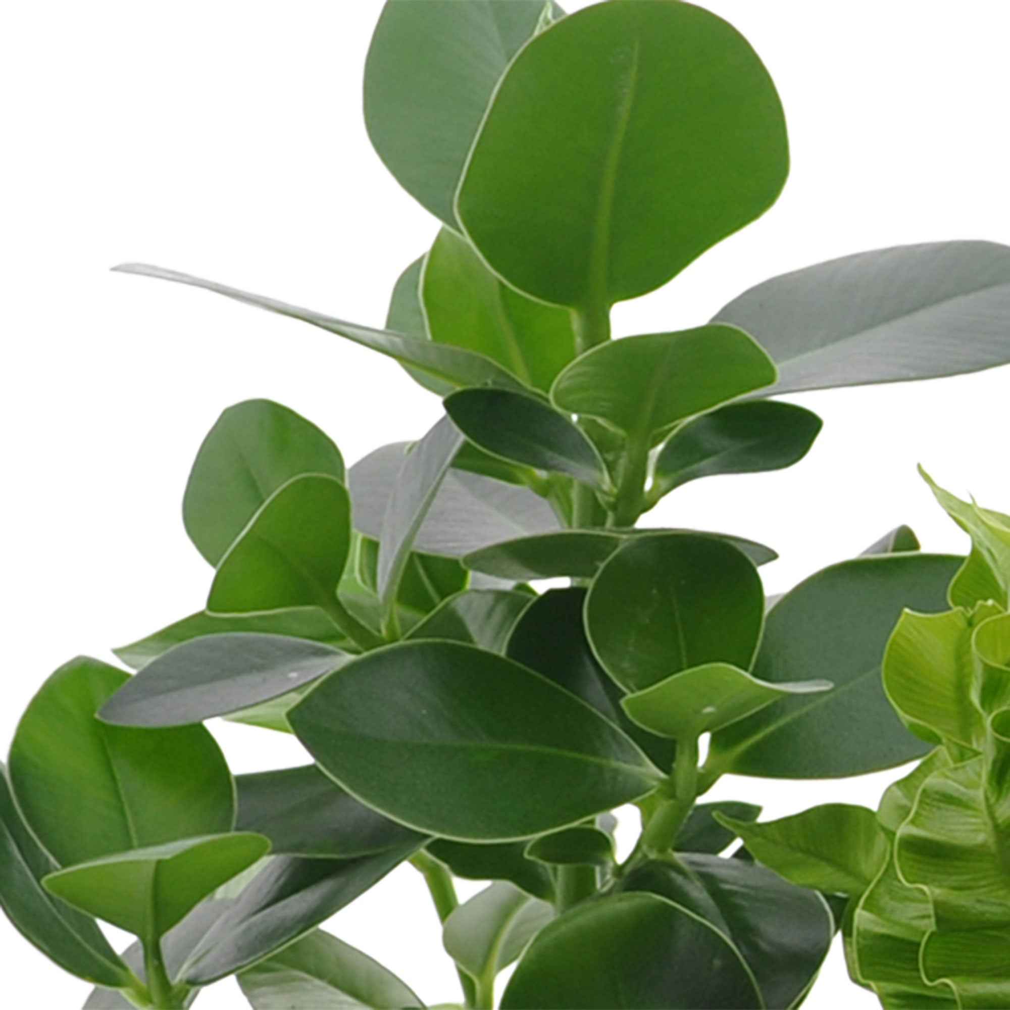 Collection de 3 plantes purificatrices d'air - Image 3