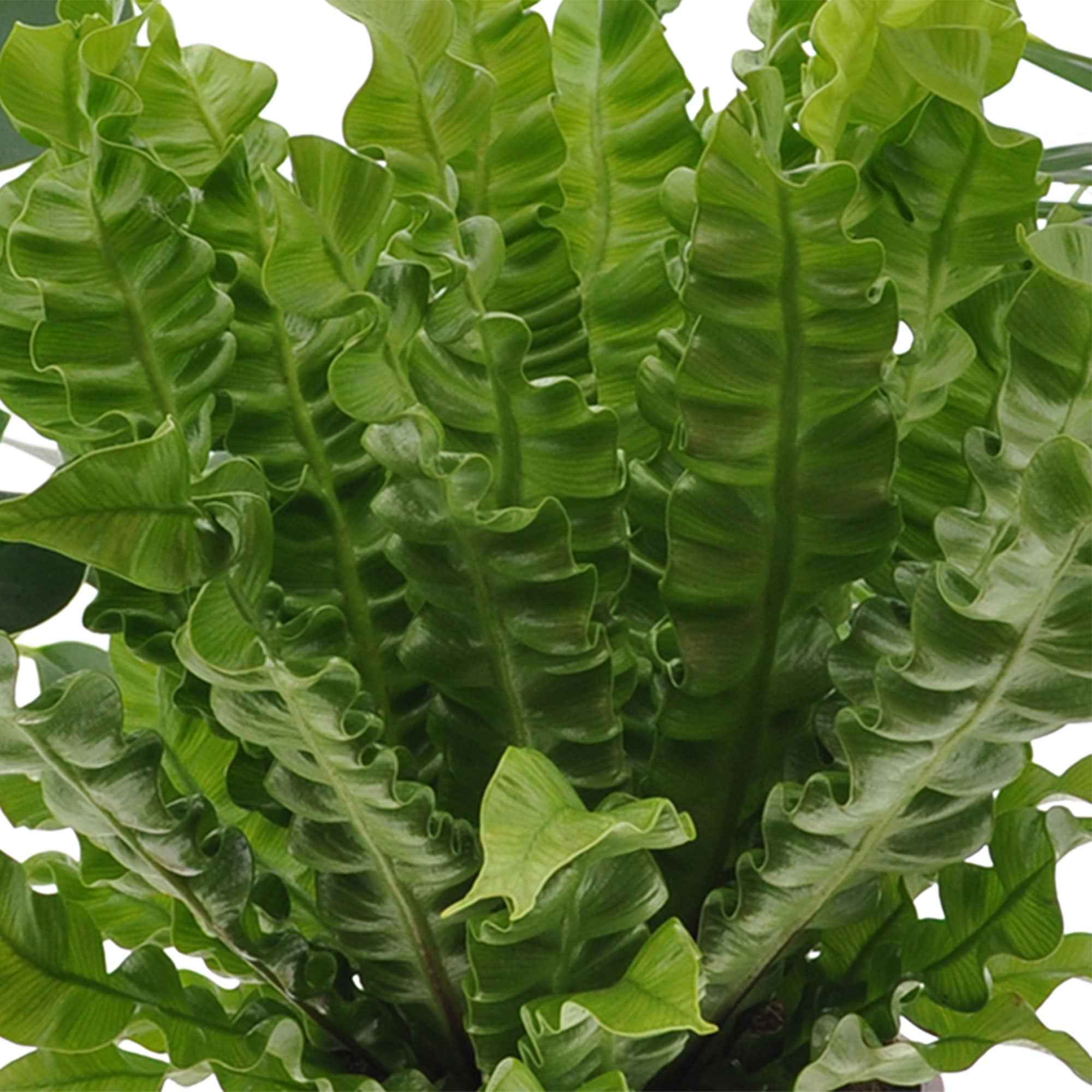Collection de 3 plantes purificatrices d'air - Image 4