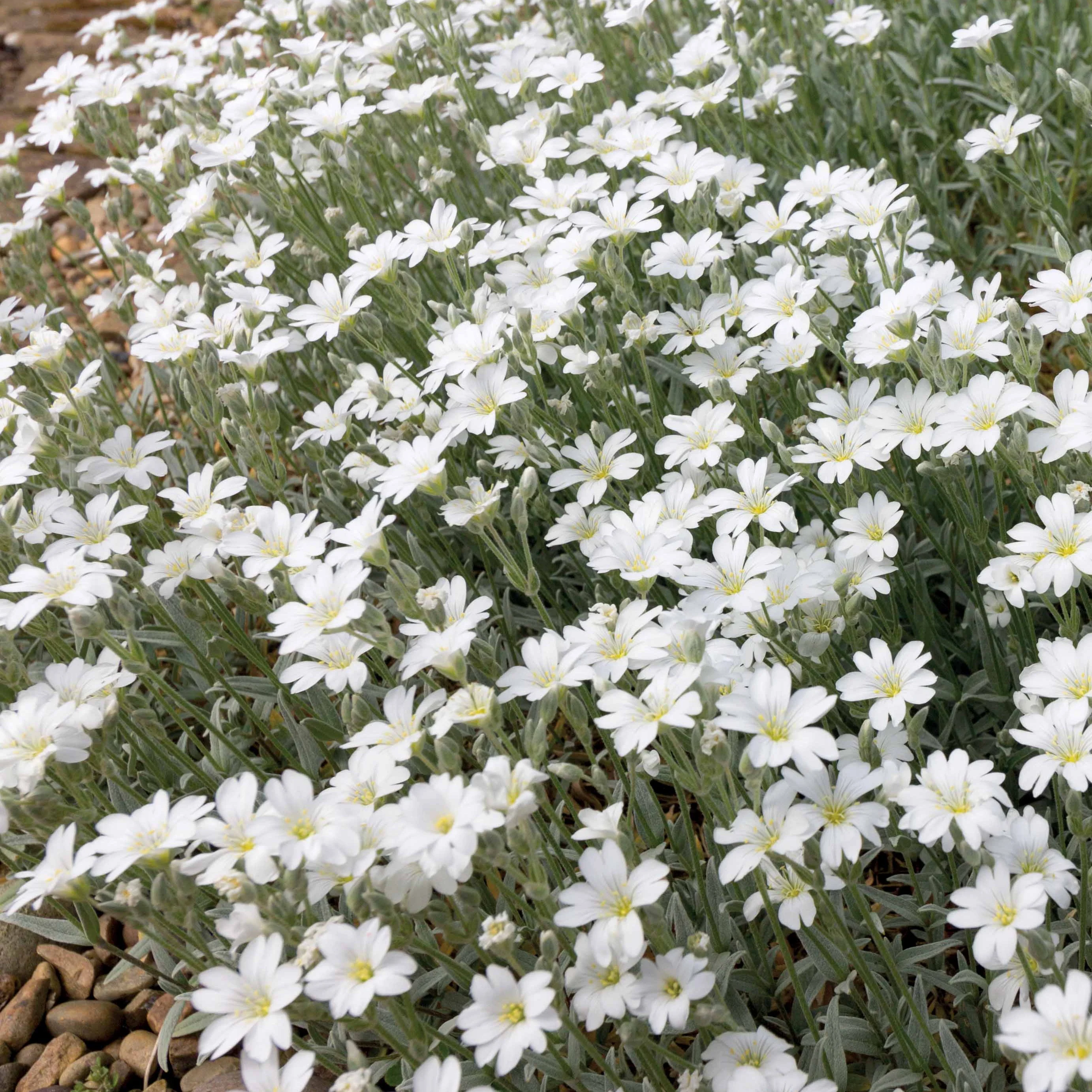 Collection de 9 plantes vivaces à fleurs blanches - Image 8