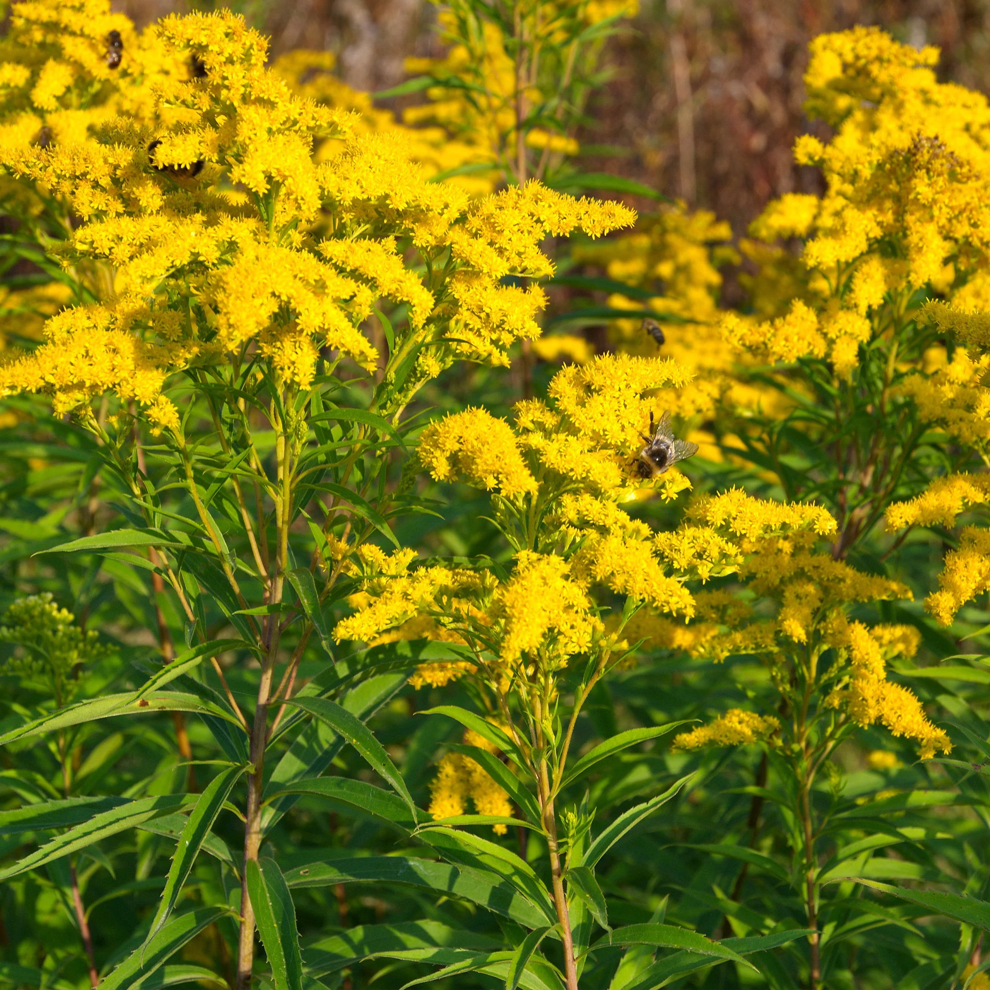 Collection de plantes vivaces à floraison jaune - Image 2