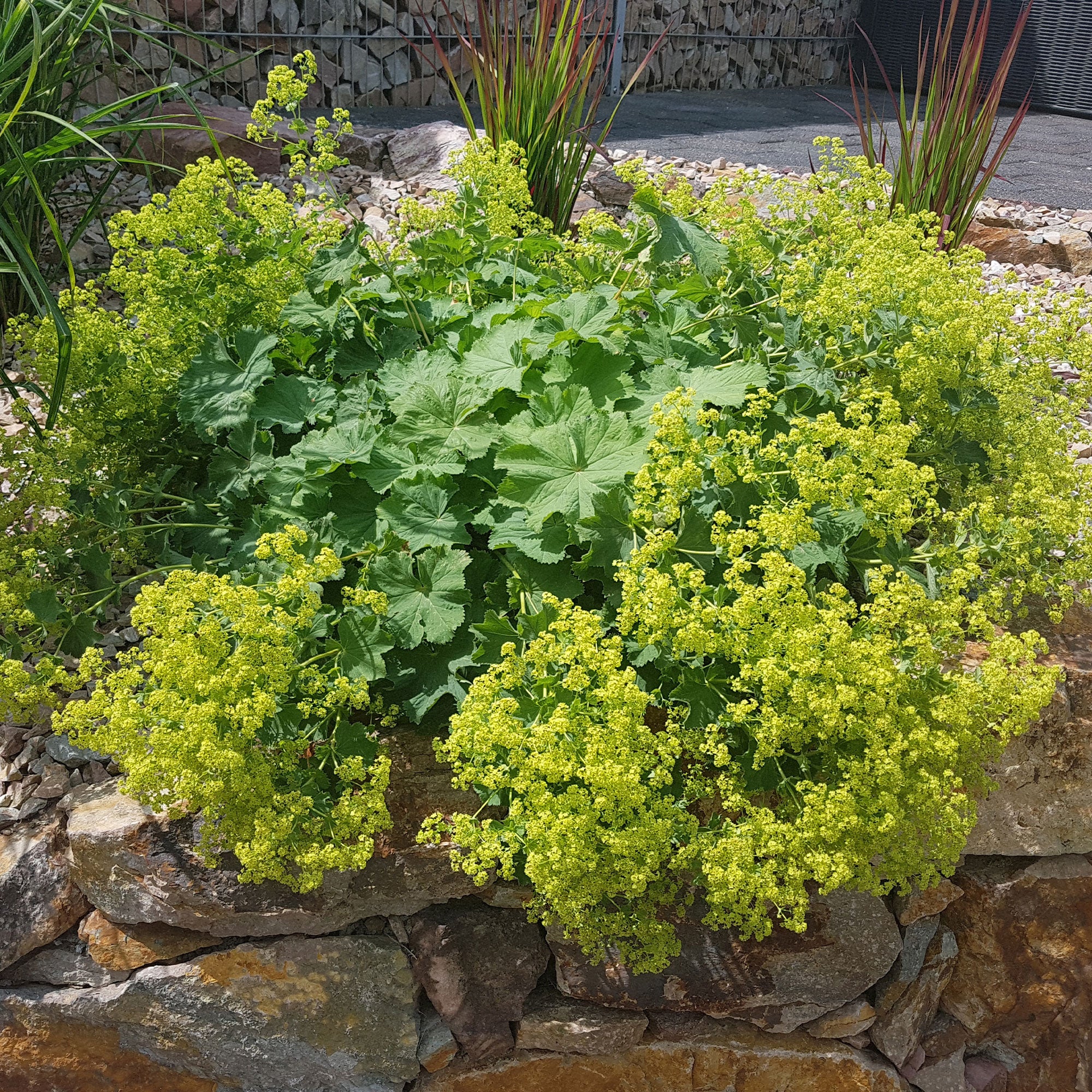 Collection de plantes vivaces à floraison jaune - Image 3