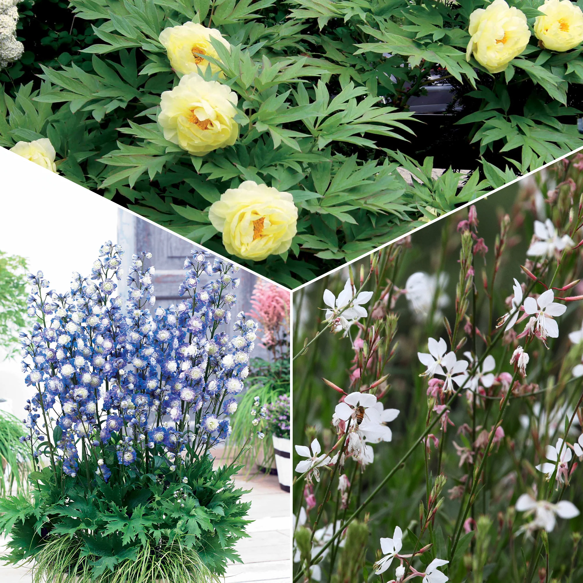 Collection de plantes vivaces aux couleurs tendres