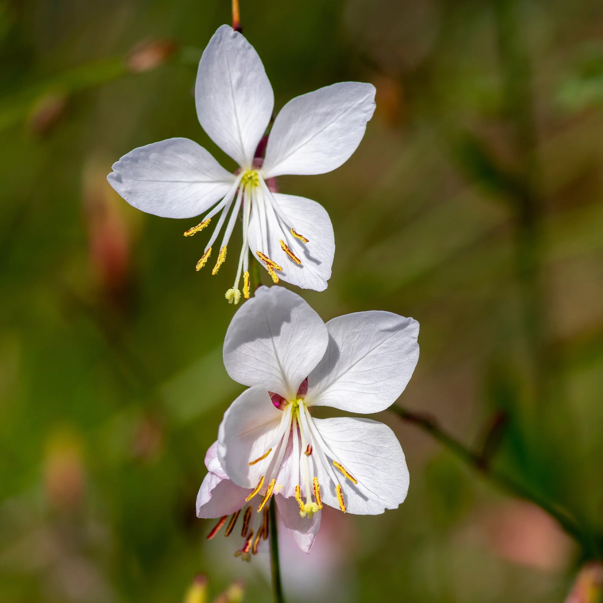 Collection de plantes vivaces aux couleurs tendres - Image 4