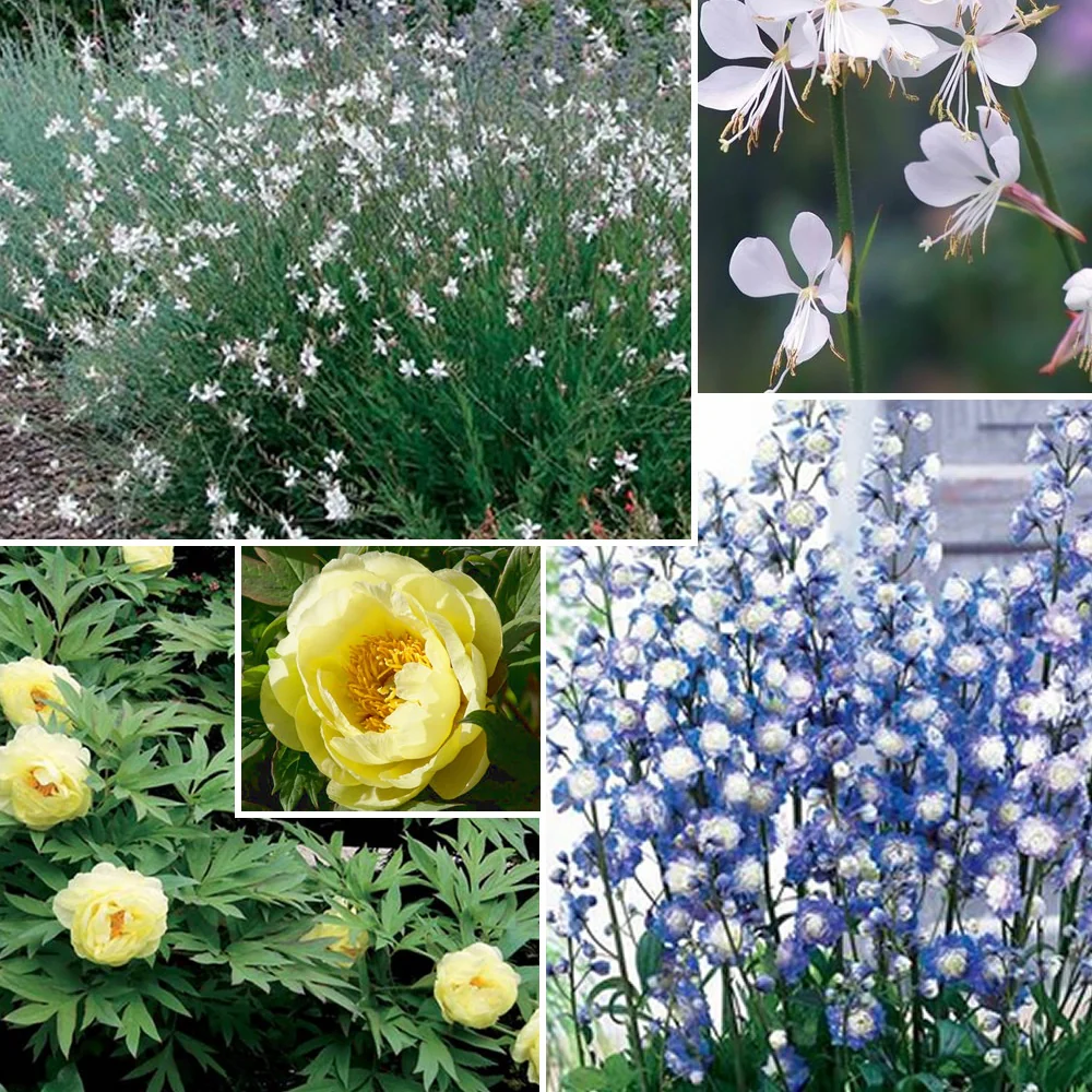 Collection de plantes vivaces aux couleurs tendres - Image 5