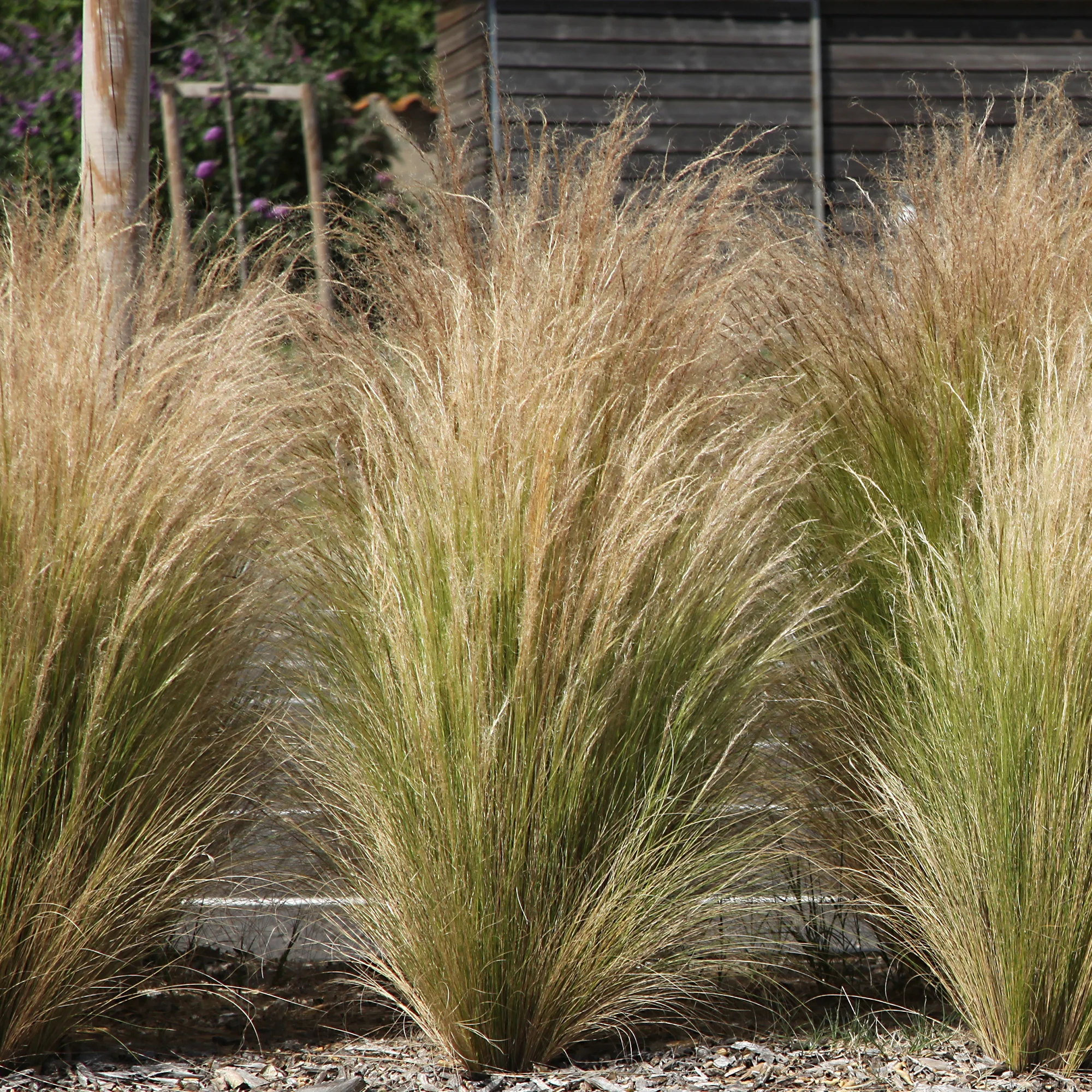 Collection de 6 plantes vivaces pour extérieur moderne - Image 2