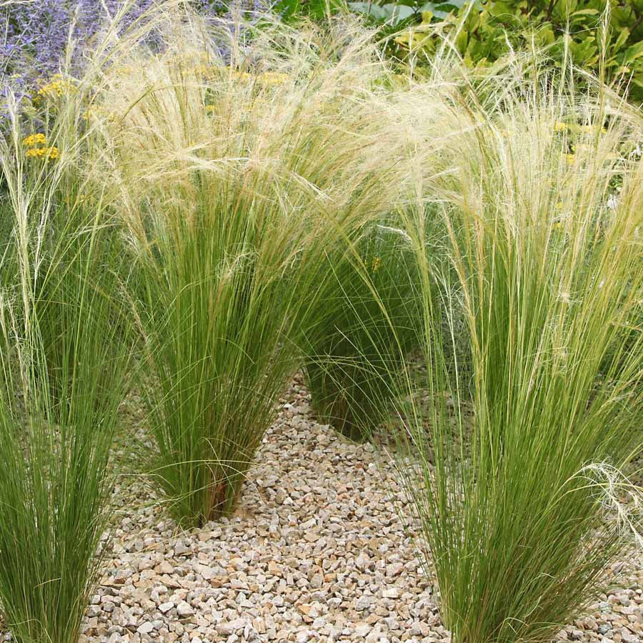 Collection de 6 plantes vivaces pour extérieur moderne - Image 3