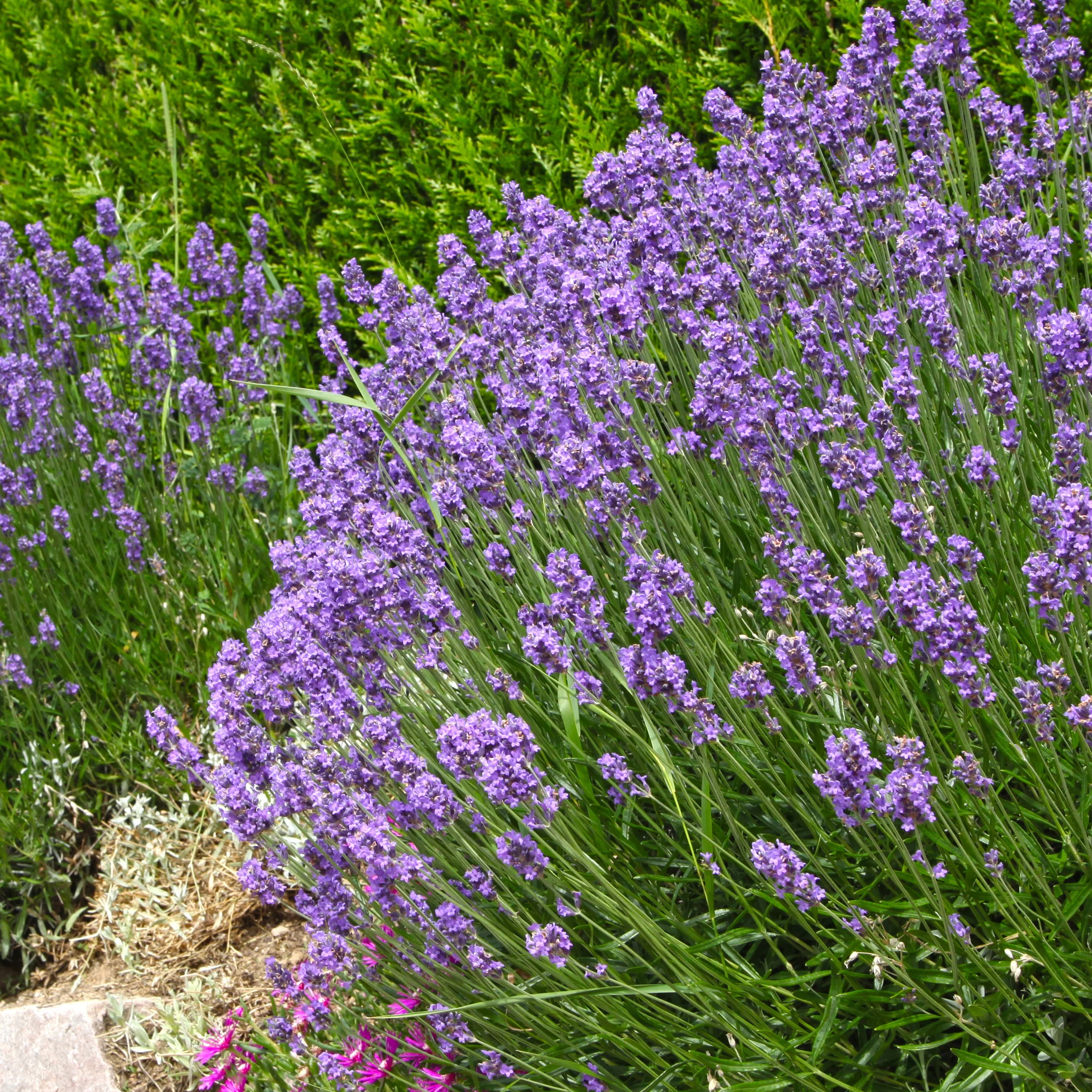 Collection de 6 plantes vivaces pour extérieur moderne - Image 4