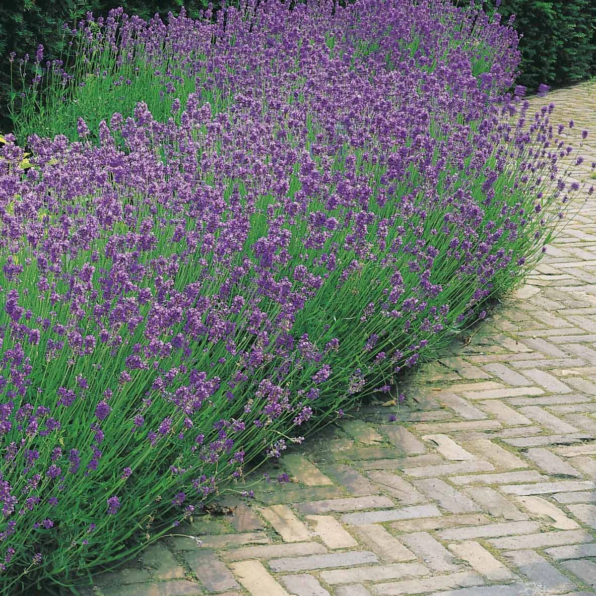 Collection de 6 plantes vivaces pour extérieur moderne - Image 5