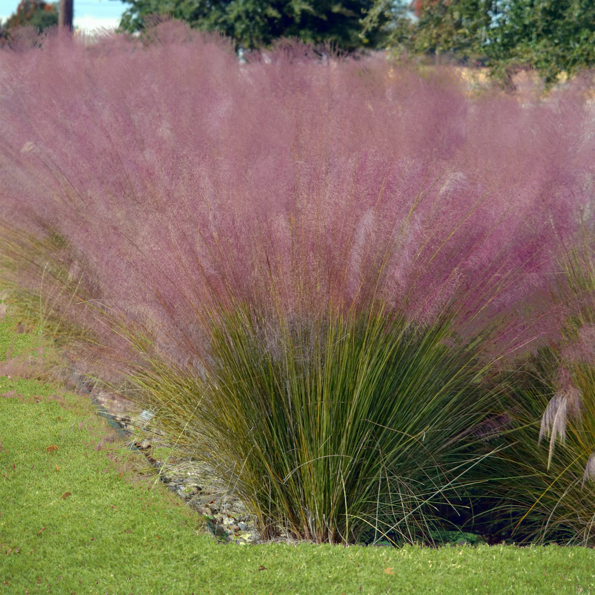 Collection de 6 plantes vivaces pour extérieur moderne - Image 6